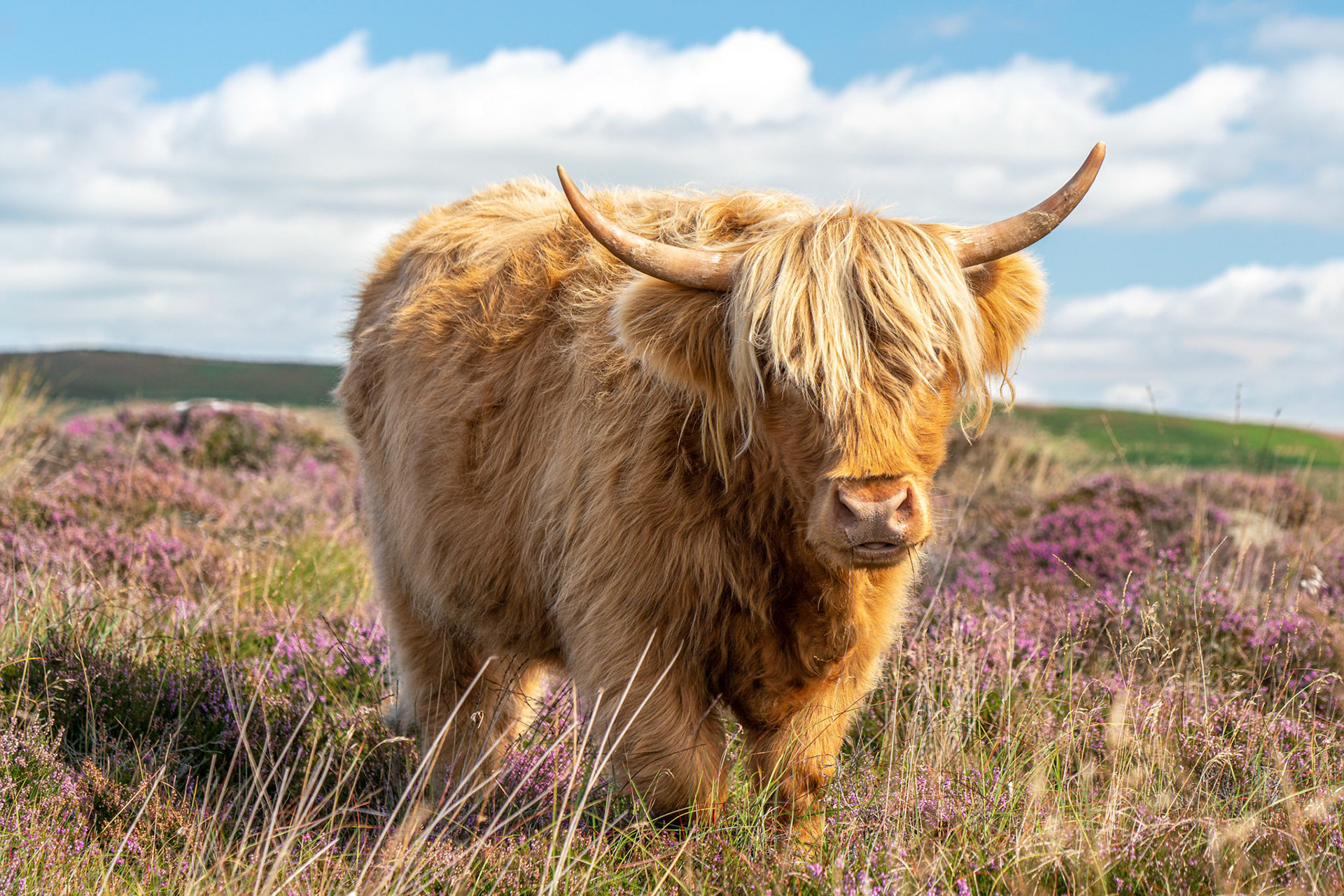 Highland cow in the Heather