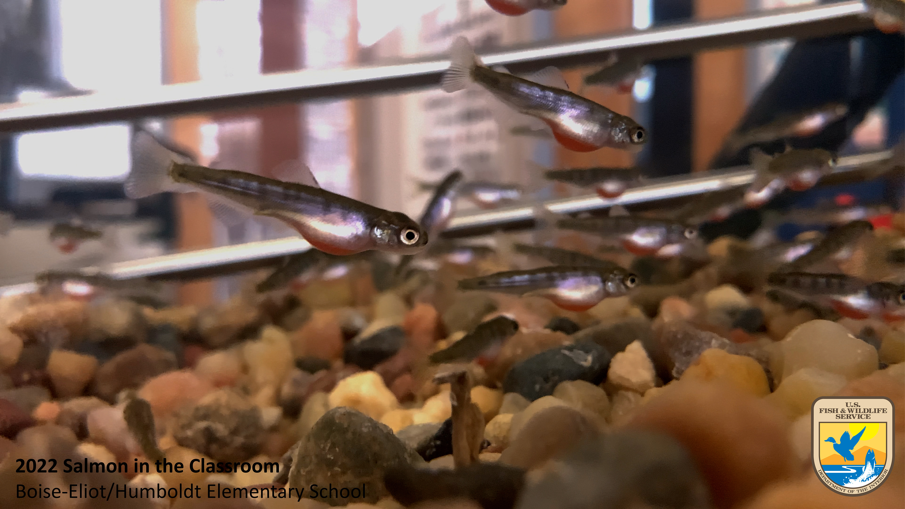 Close up of Chinook salmon alevins swimming in a tank. Photo by Nicole Hams (USFWS)