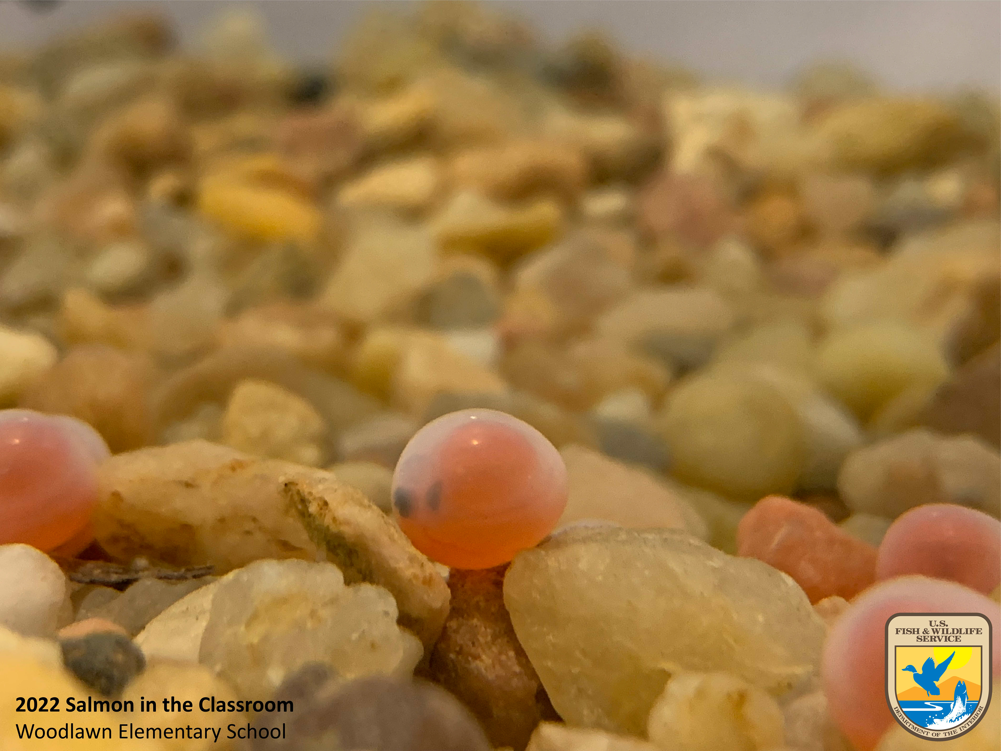 Close up of a single eyed egg on tan aquarium substrate. Photo taken by Nicole Hams (USFWS)