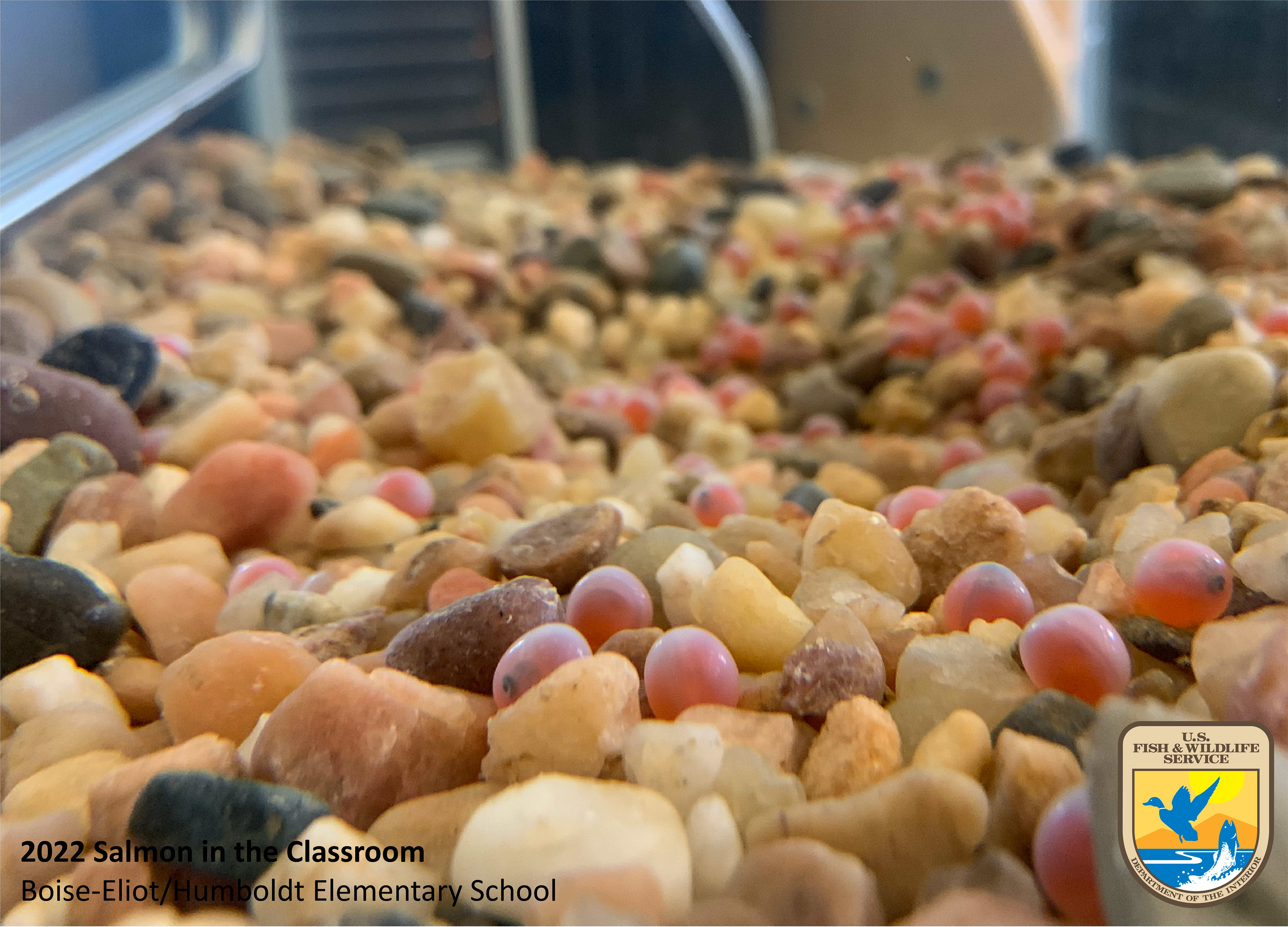 Eyed salmon eggs. Photo taken by Nicole Hams (USFWS)