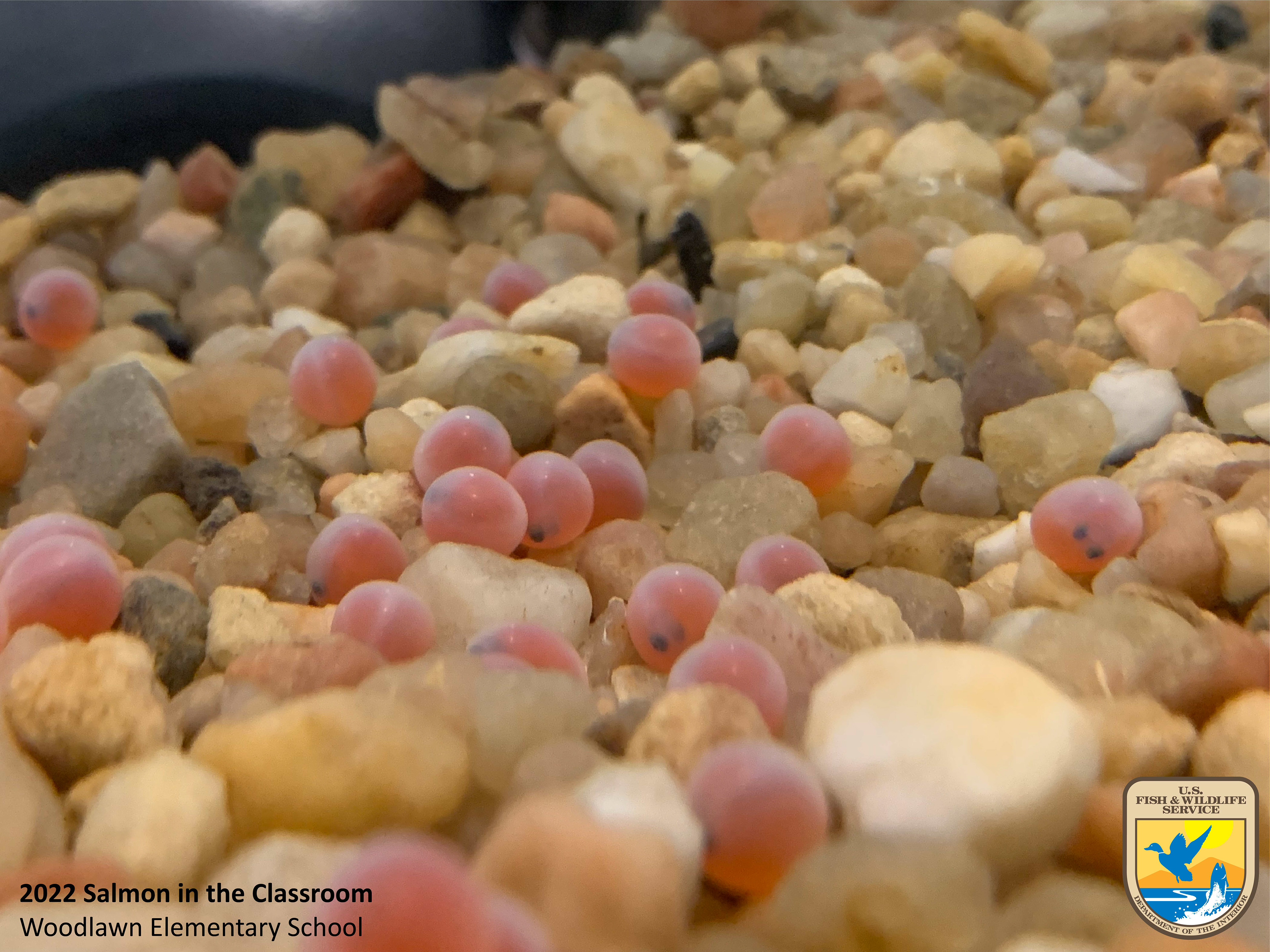 Eyed salmon eggs on tan rocks. Photo taken by Nicole Hams (USFWS)