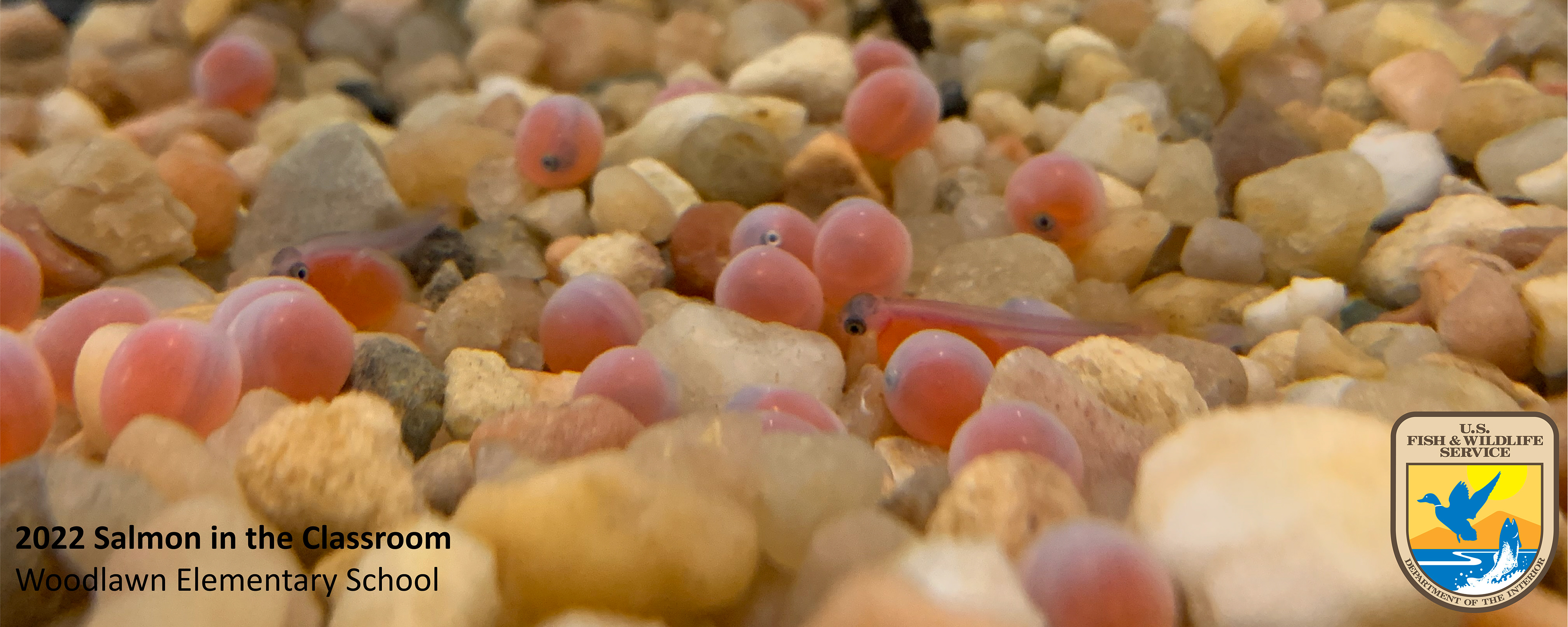Close up of salmon eggs. Photo taken by Nicole Hams (USFWS)