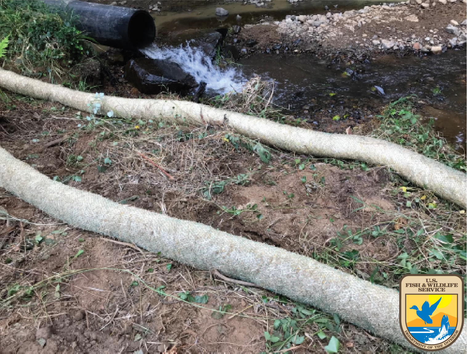 During Restoration: sediment and erosion control measures also included placing straw wattles at the junction of bare soil and stream interface. Upon completion of construction phase, all bare soils were hydro-seeded. Native wood shrubs and tress will be planted in the appropriate early winter planting window. 