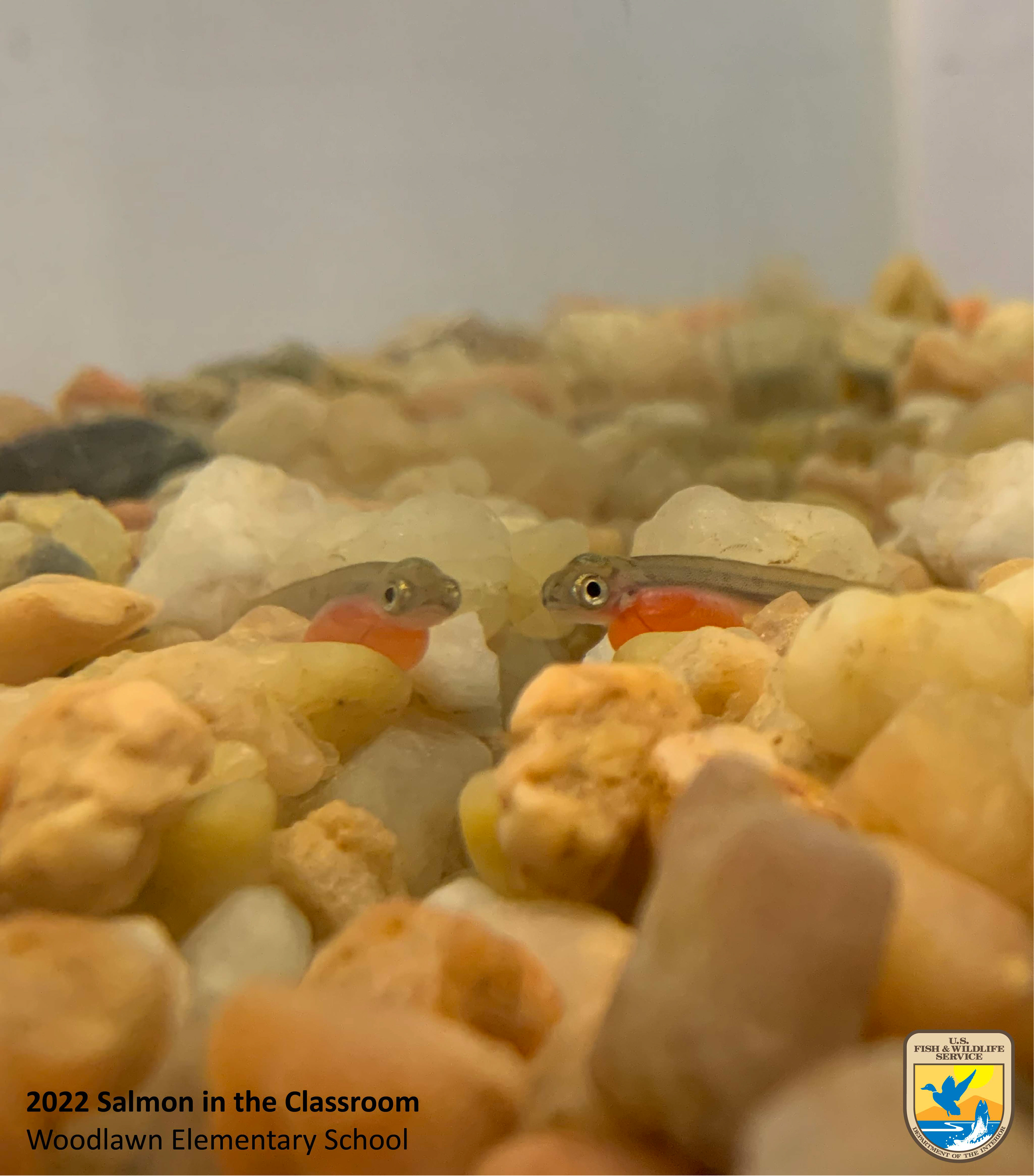 An alevin resting near the side of the aquarium. The glass creates a reflection that makes it look like there are two fish resting on the rocks. Photo taken by Nicole Hams (USFWS)