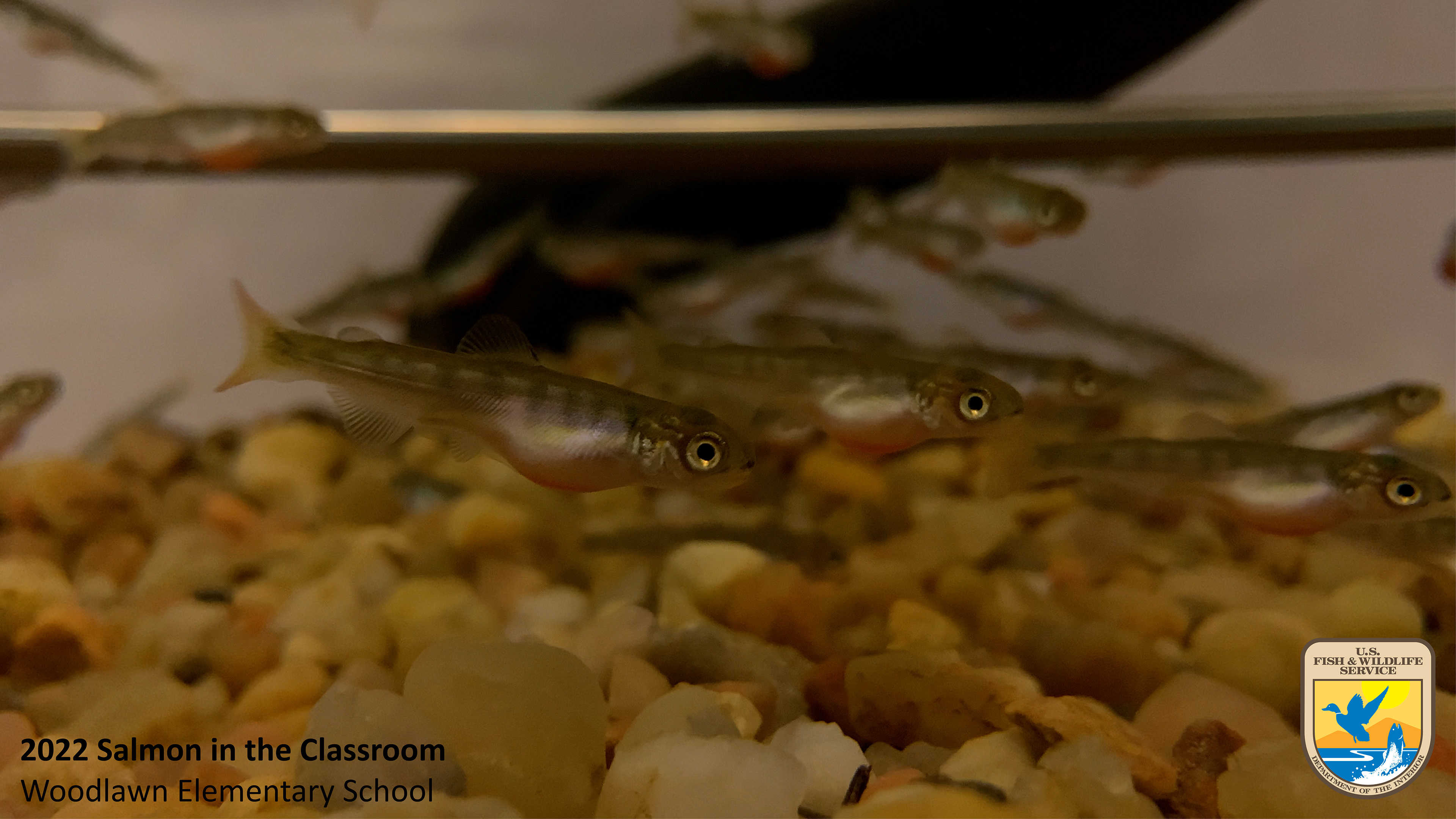Close up of Chinook salmon alevins swimming in a tank. Photo by Nicole Hams (USFWS)