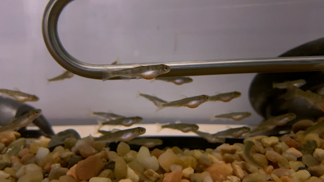 Chinook salmon alevins swimming in a tank. Video by Nicole Hams (USFWS)