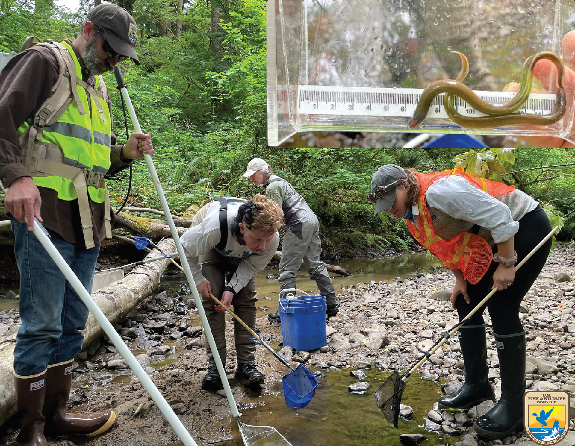 During Restoration: USFWS Staff (with help from Forrest Service staff). Electro-fishing for native lampreys during the fish salvage phase. ODFW staff led the overall fish salvage effort. Inlay shows lamprey recovered from pools.