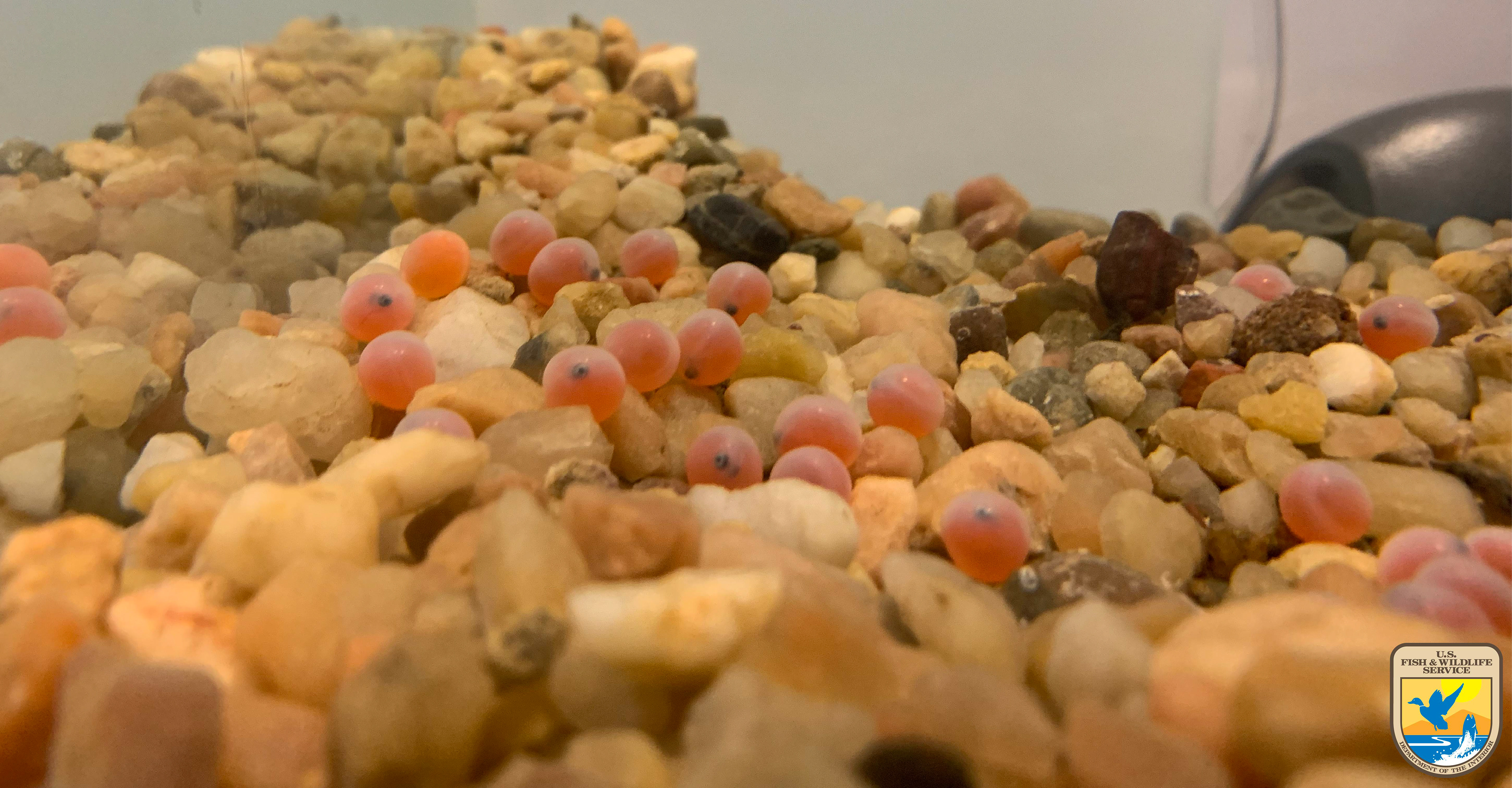 Close up of salmon eggs in an aquarium. The eggs are scattered along a small depression in the rocks. Photo taken by Nicole Hams (UWFWS)
