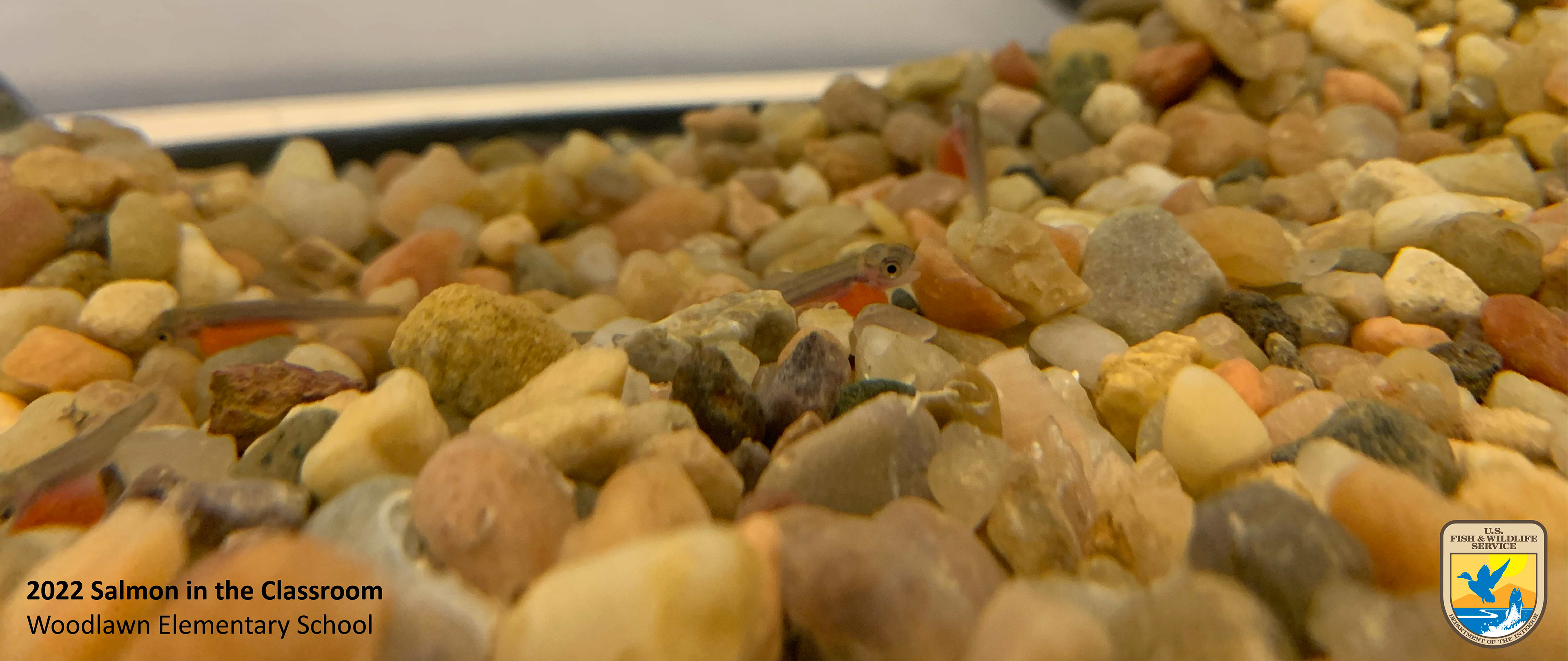 Alevins resting on the aquarium rocks. Photo taken by Nicole Hams (USFWS)
