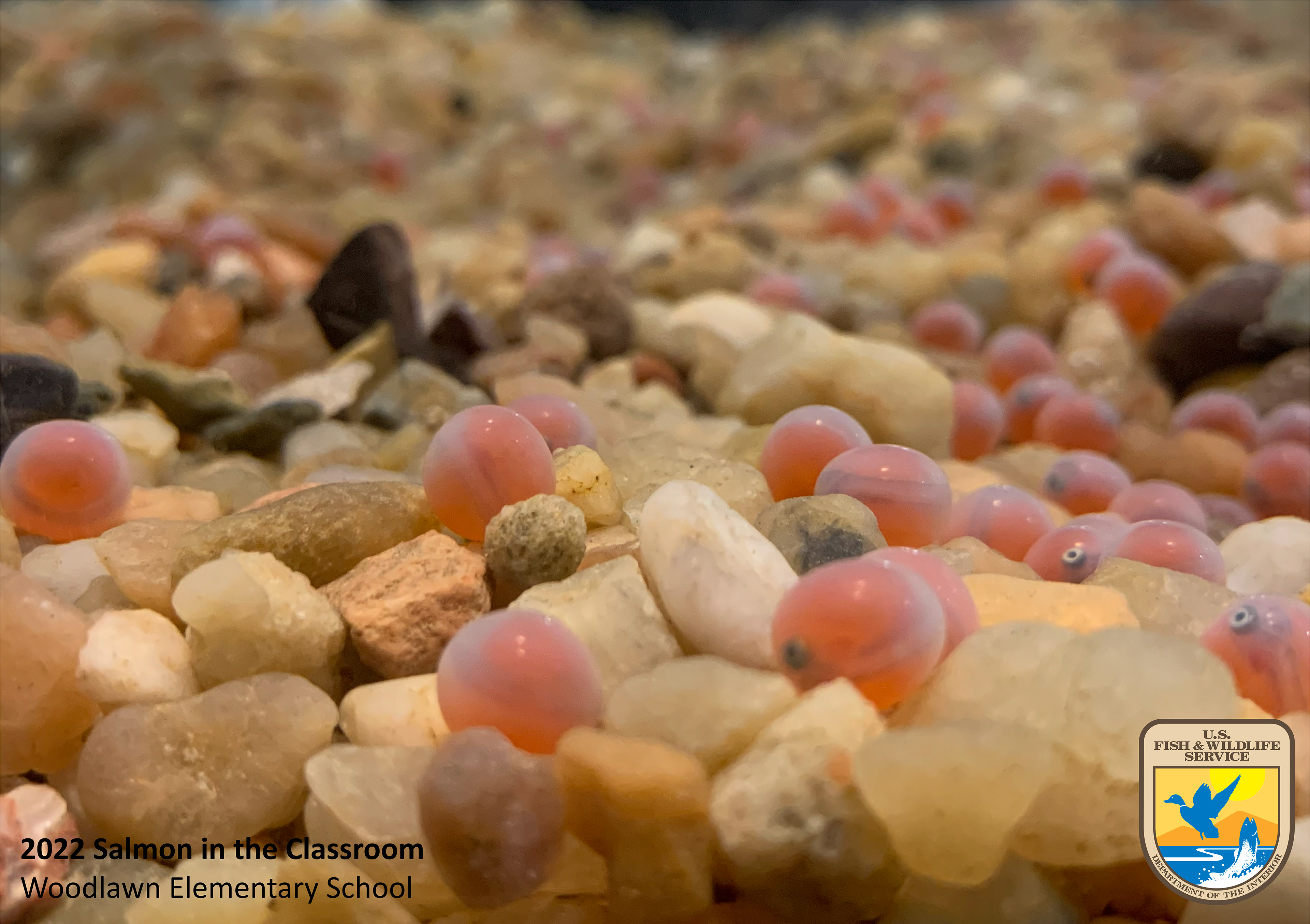 Close up of salmon eggs. Photo taken by Nicole Hams (USFWS)