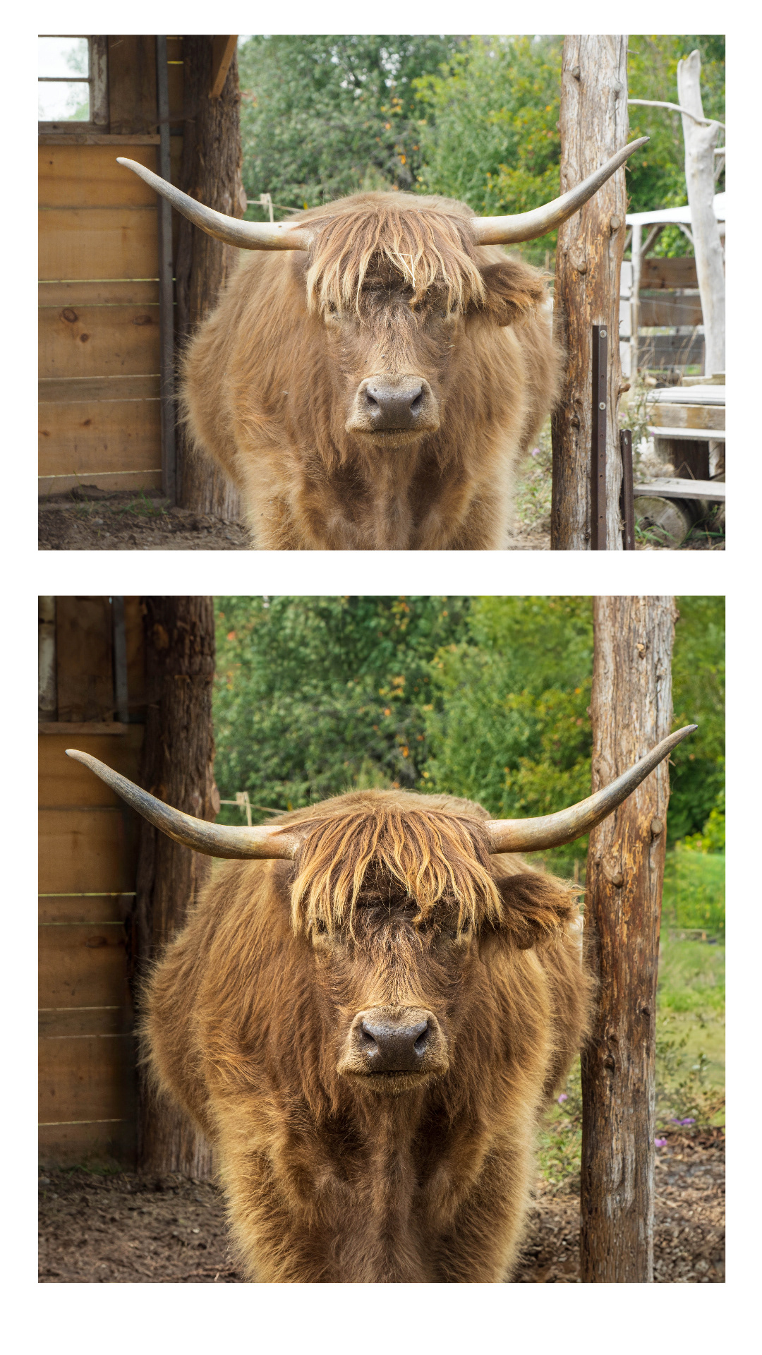 Image showing two versions of a long-horned cow photo, Before and after versions using Photoshop's Generative Fill to simplify and extend the background
