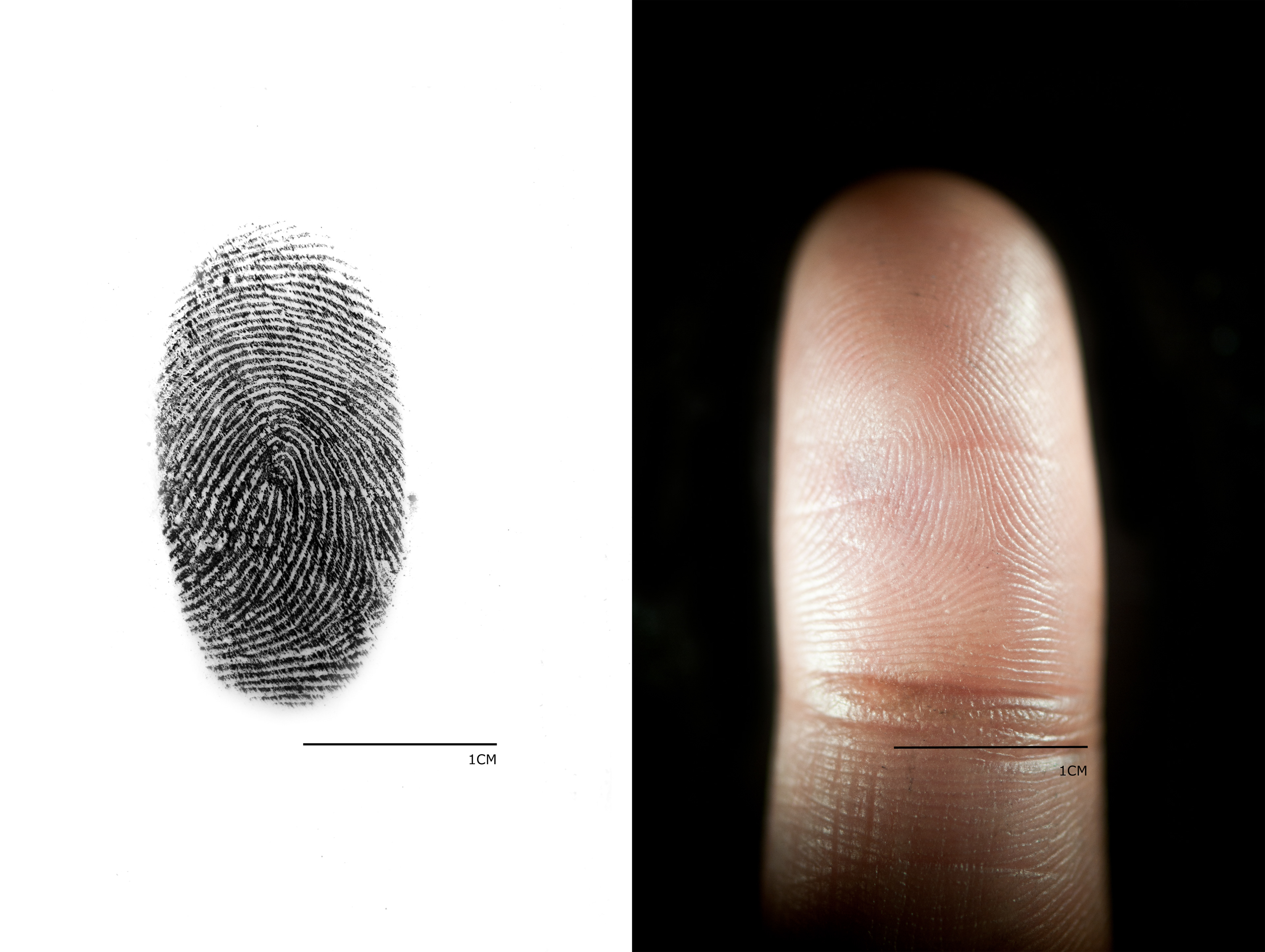 Fingerprint Composite