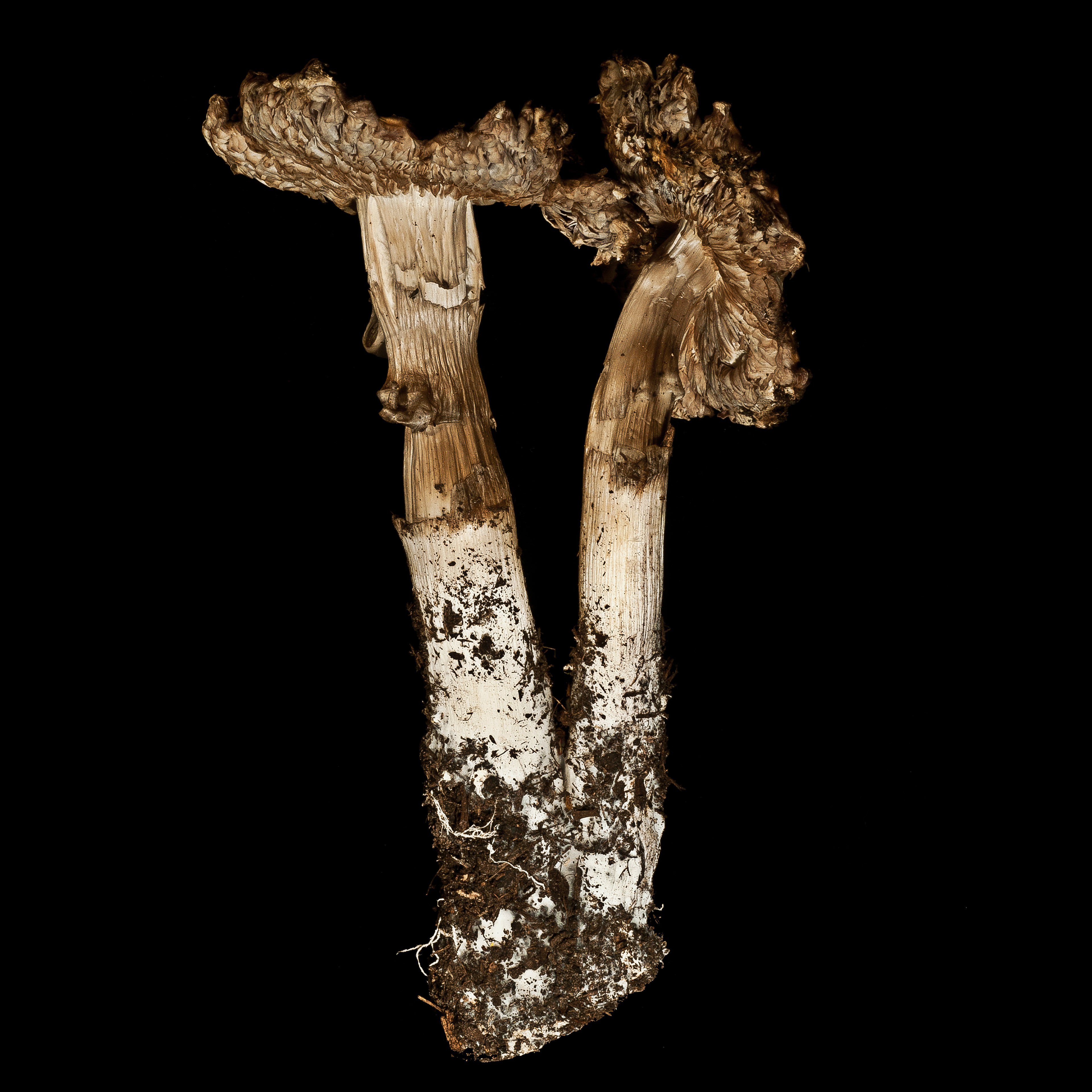 Mushroom