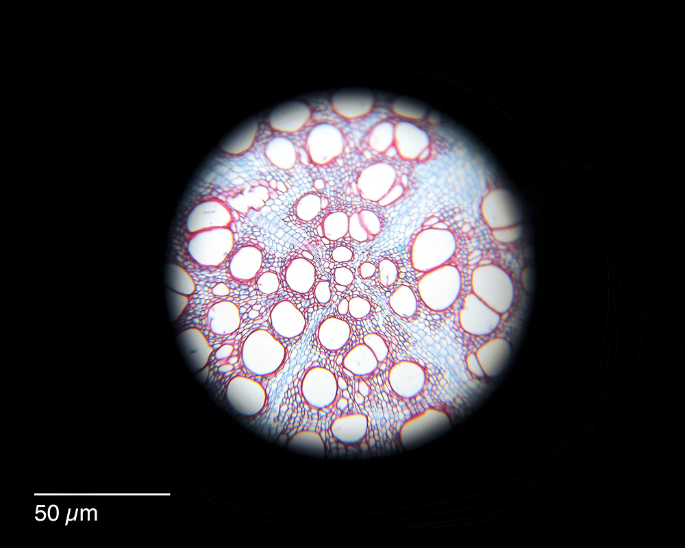 Ipomoea Root 10x, Image created using a full frame camera and a microscope that I made by myself with a bellows, and Apochromatic objectives from 1900