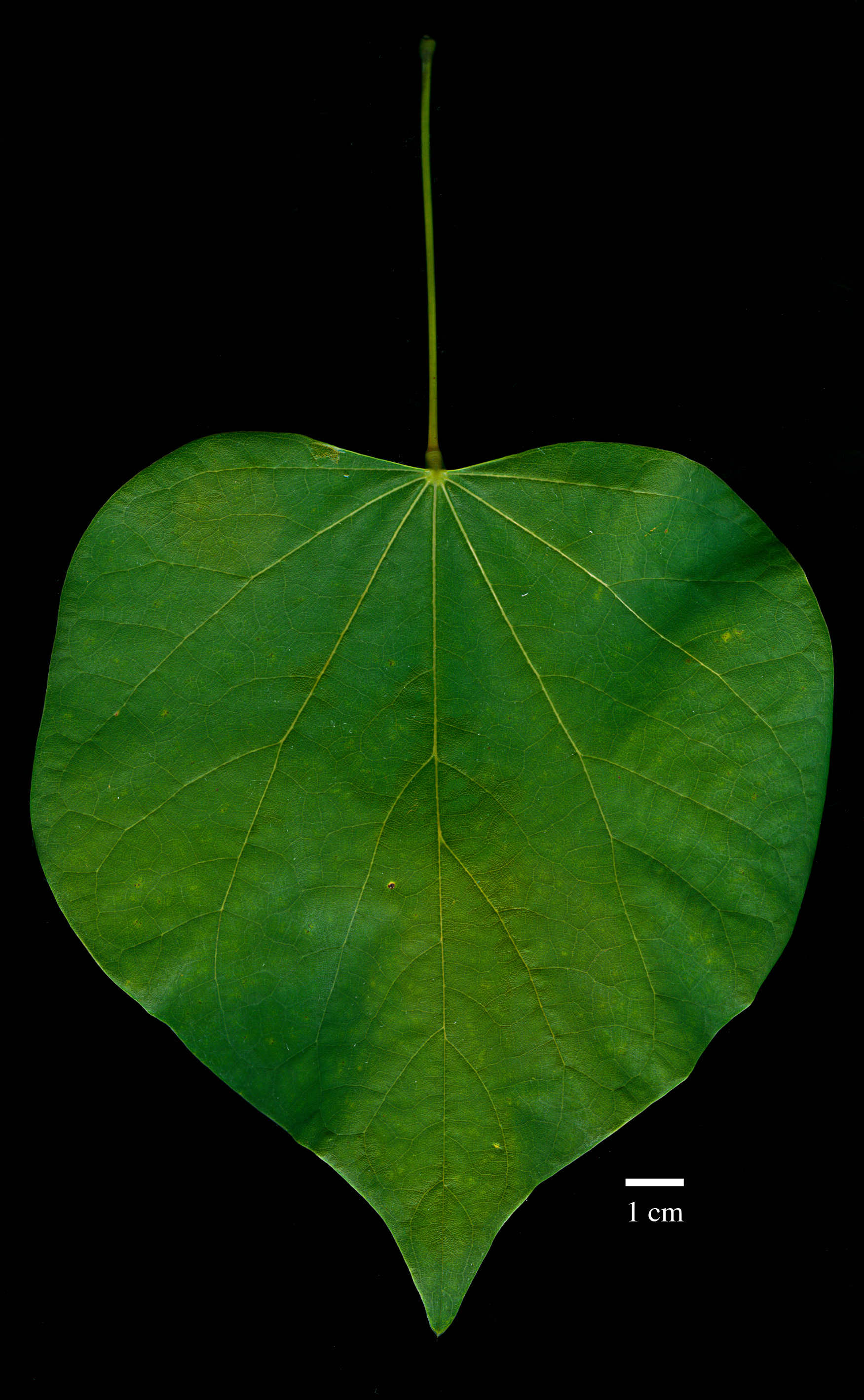 Eastern Redbud Leaf Scan