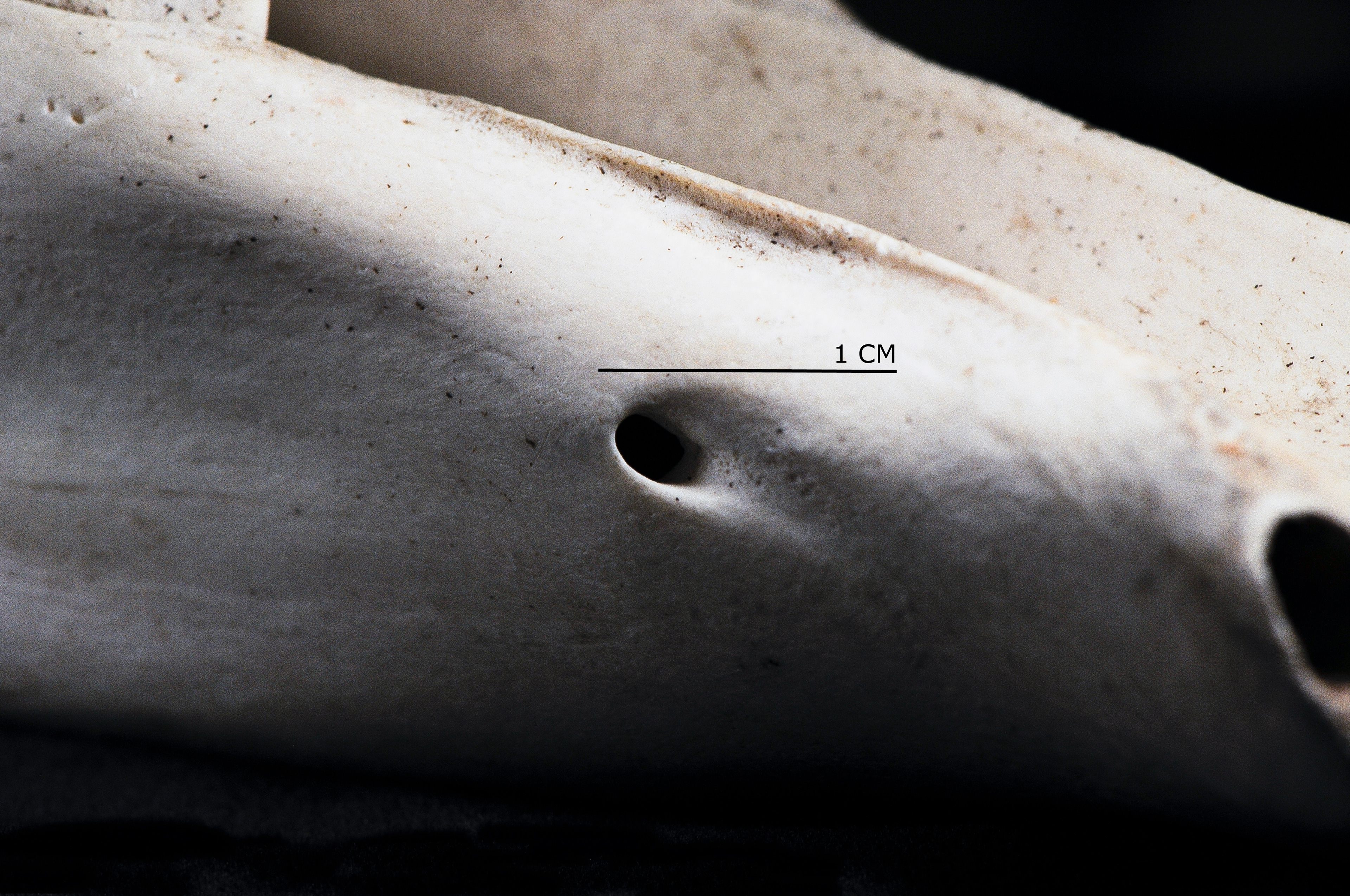 Cattle Bone Foramen