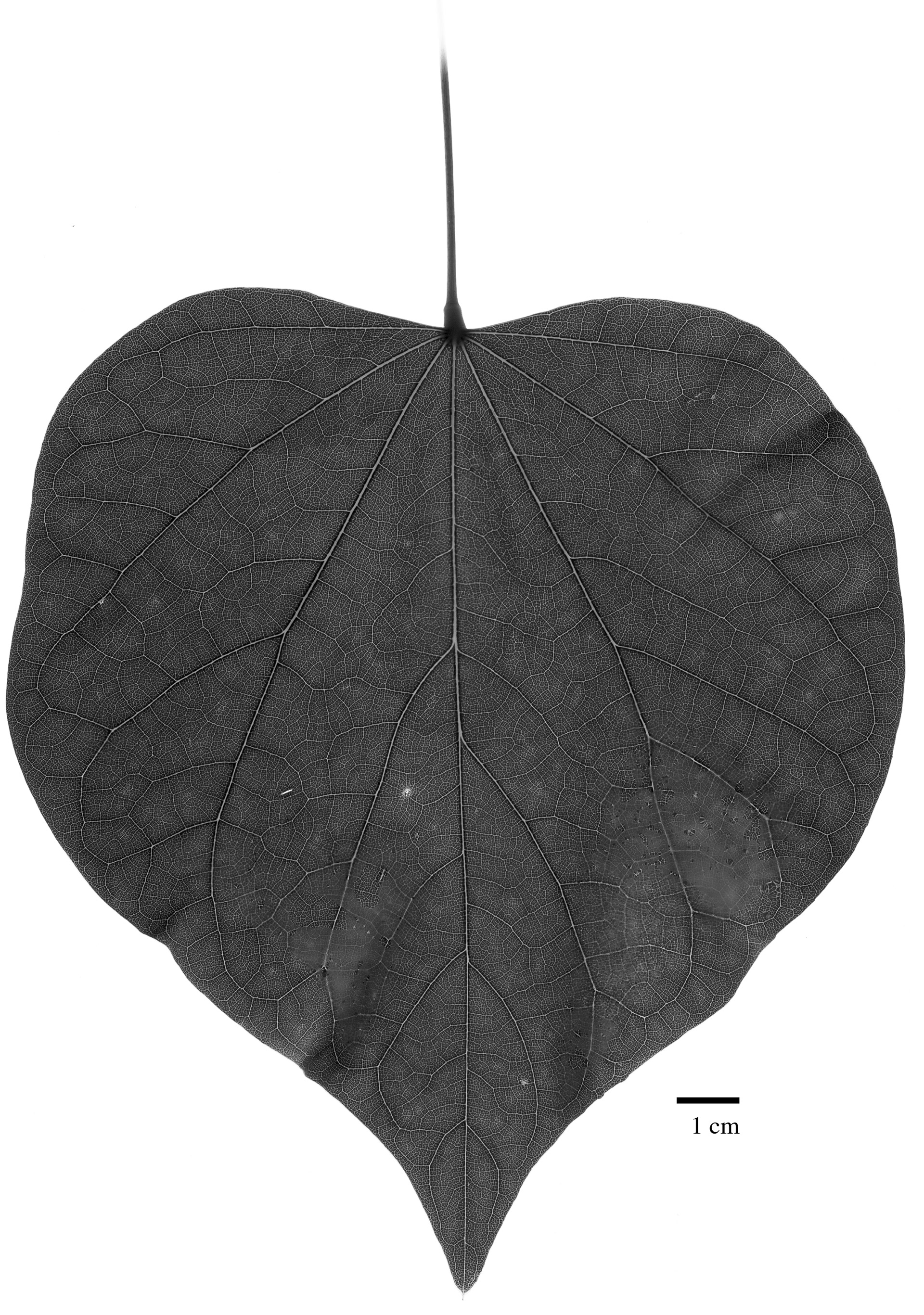 Eastern Redbud Leaf Vein Detail