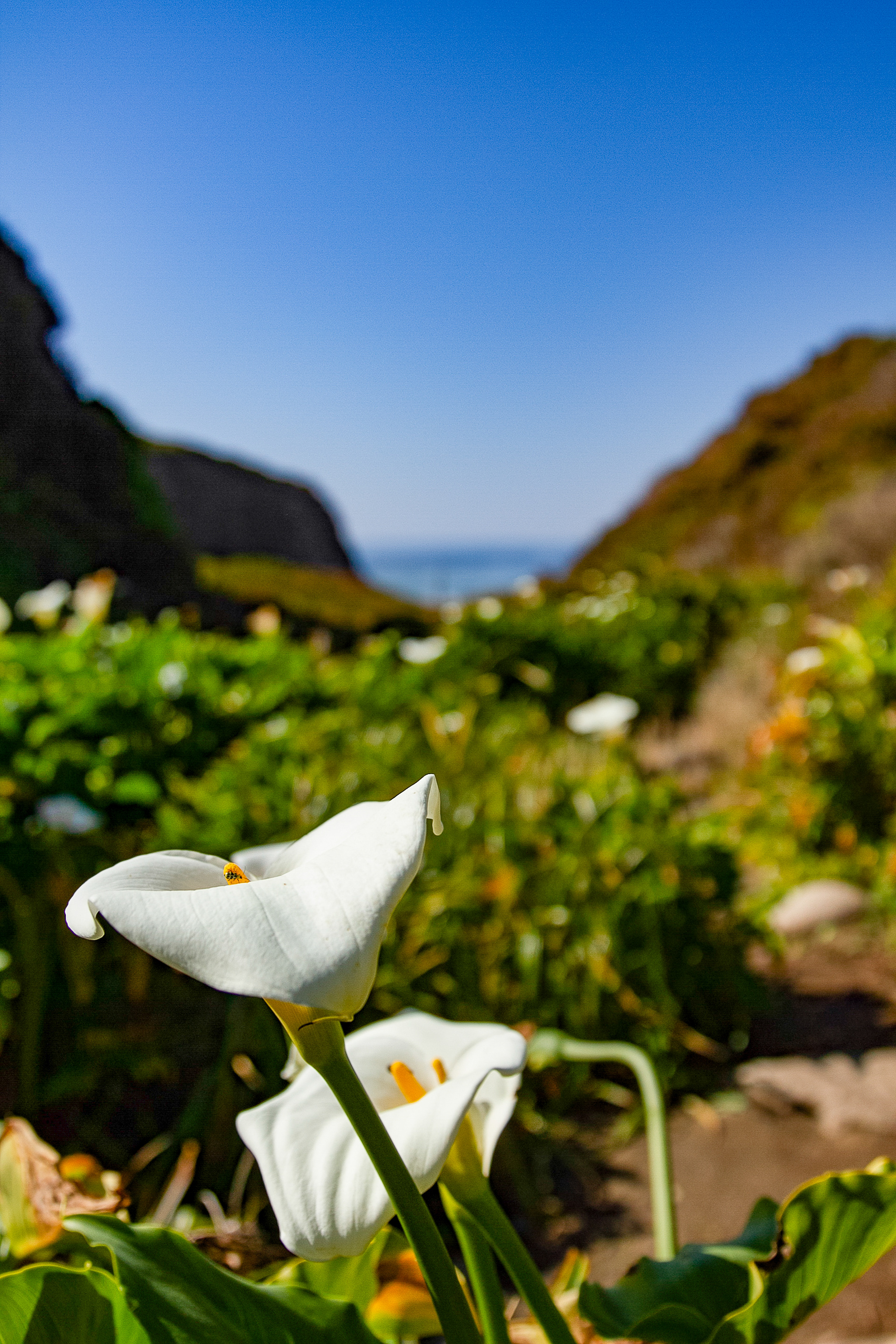 Calla Lily Valley, California