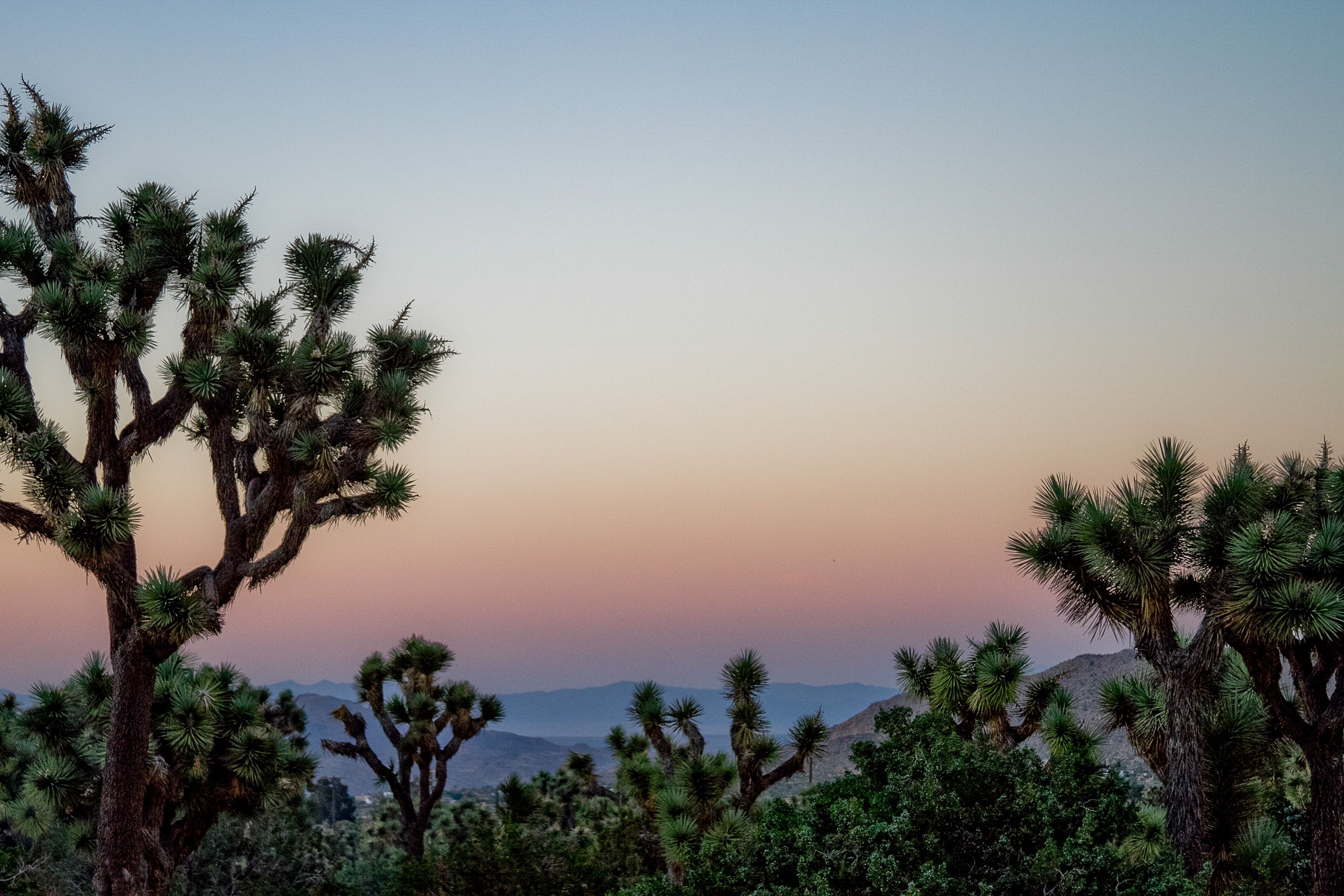 Joshua Tree, California