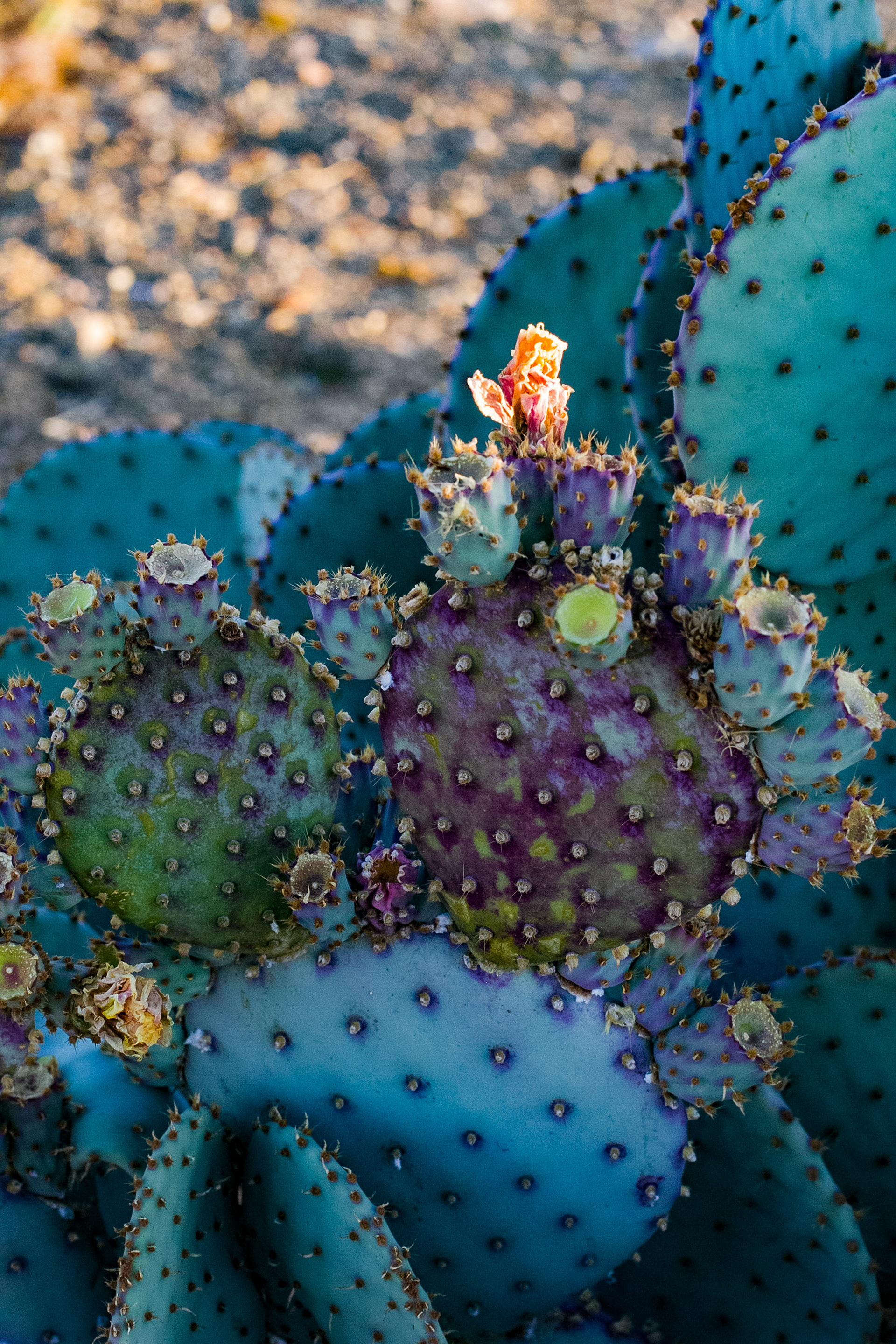 Joshua Tree, California