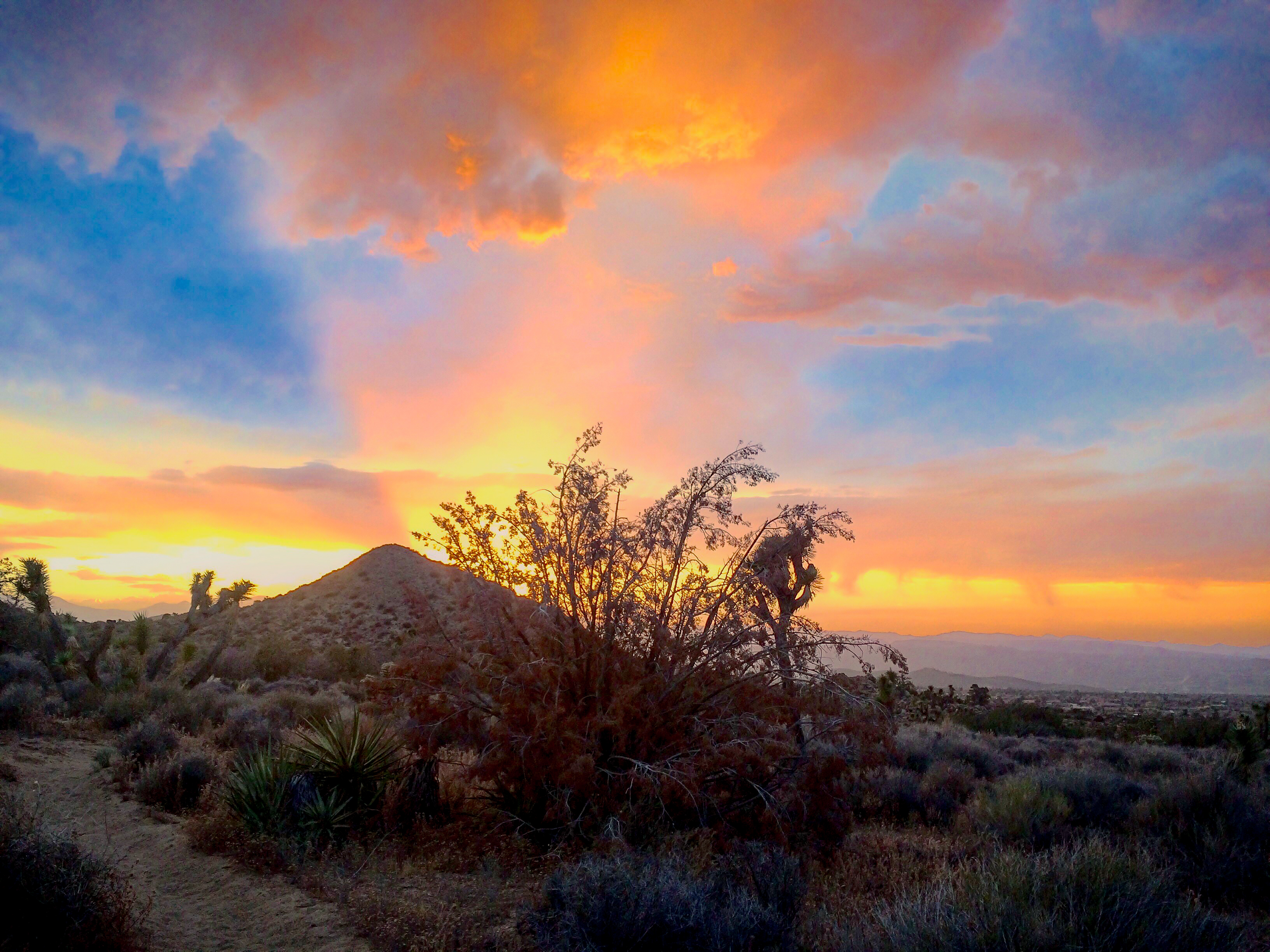 Joshua Tree, California
