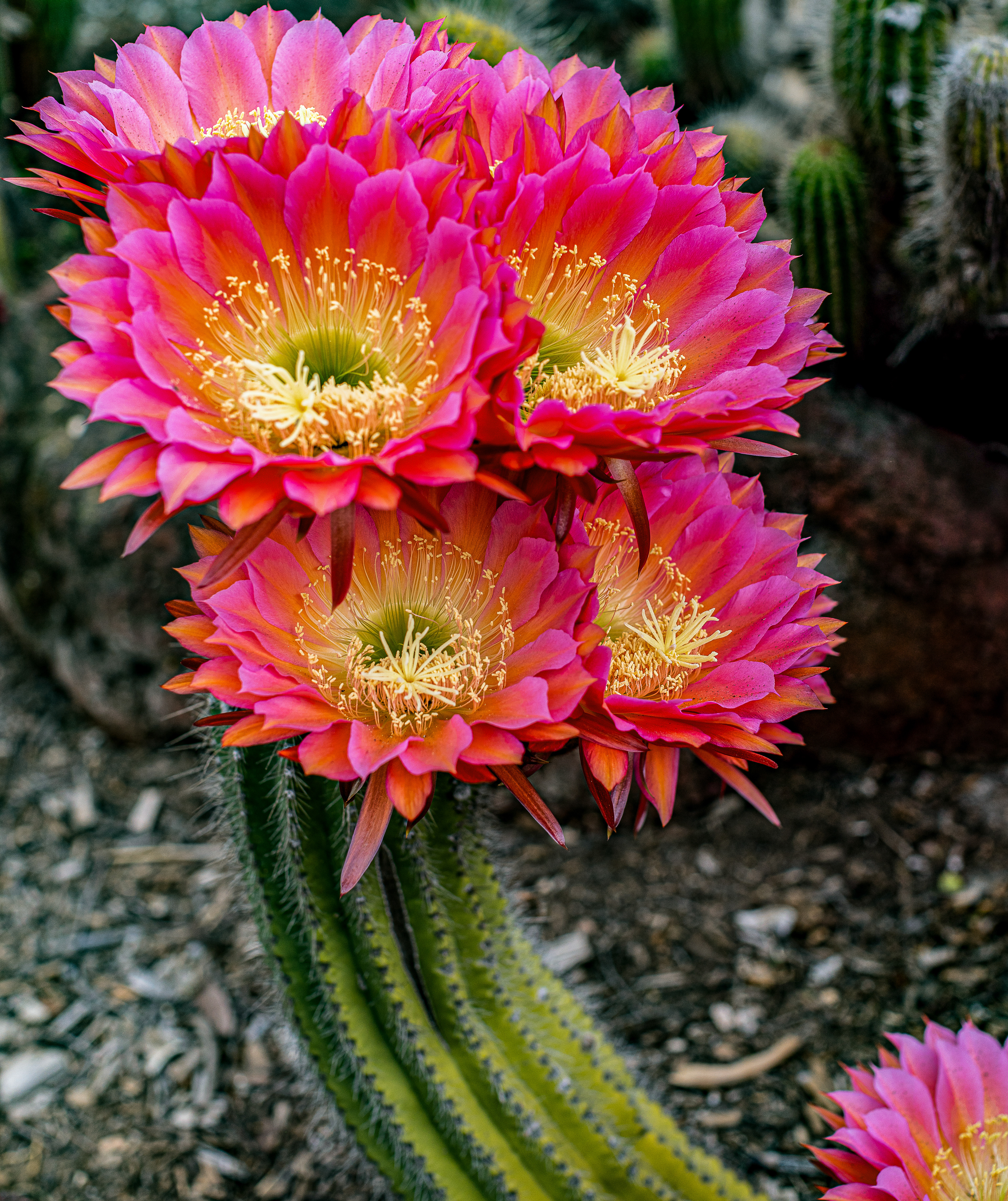 Hot Pink Torch Cactus