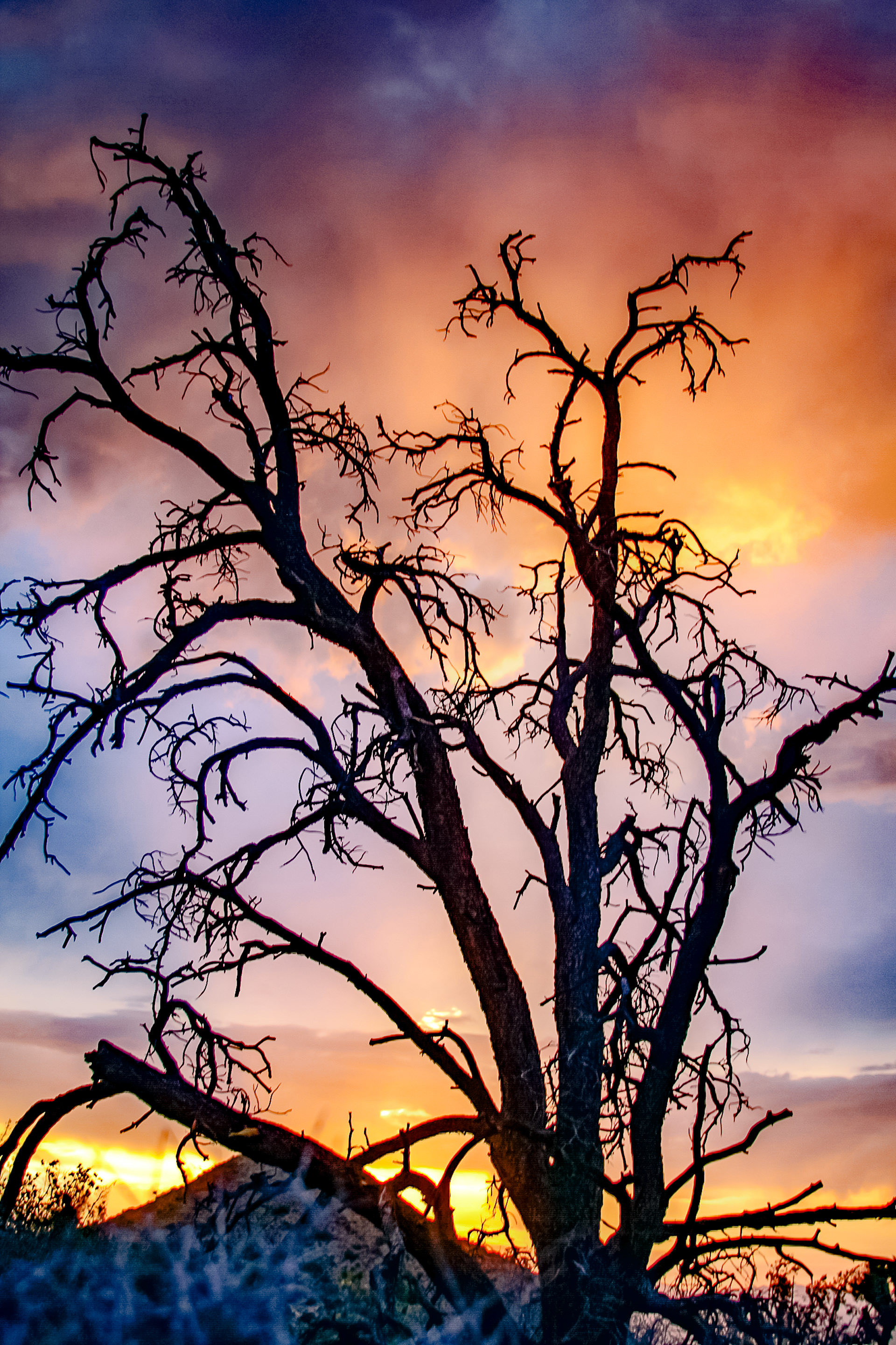 Joshua Tree, California
