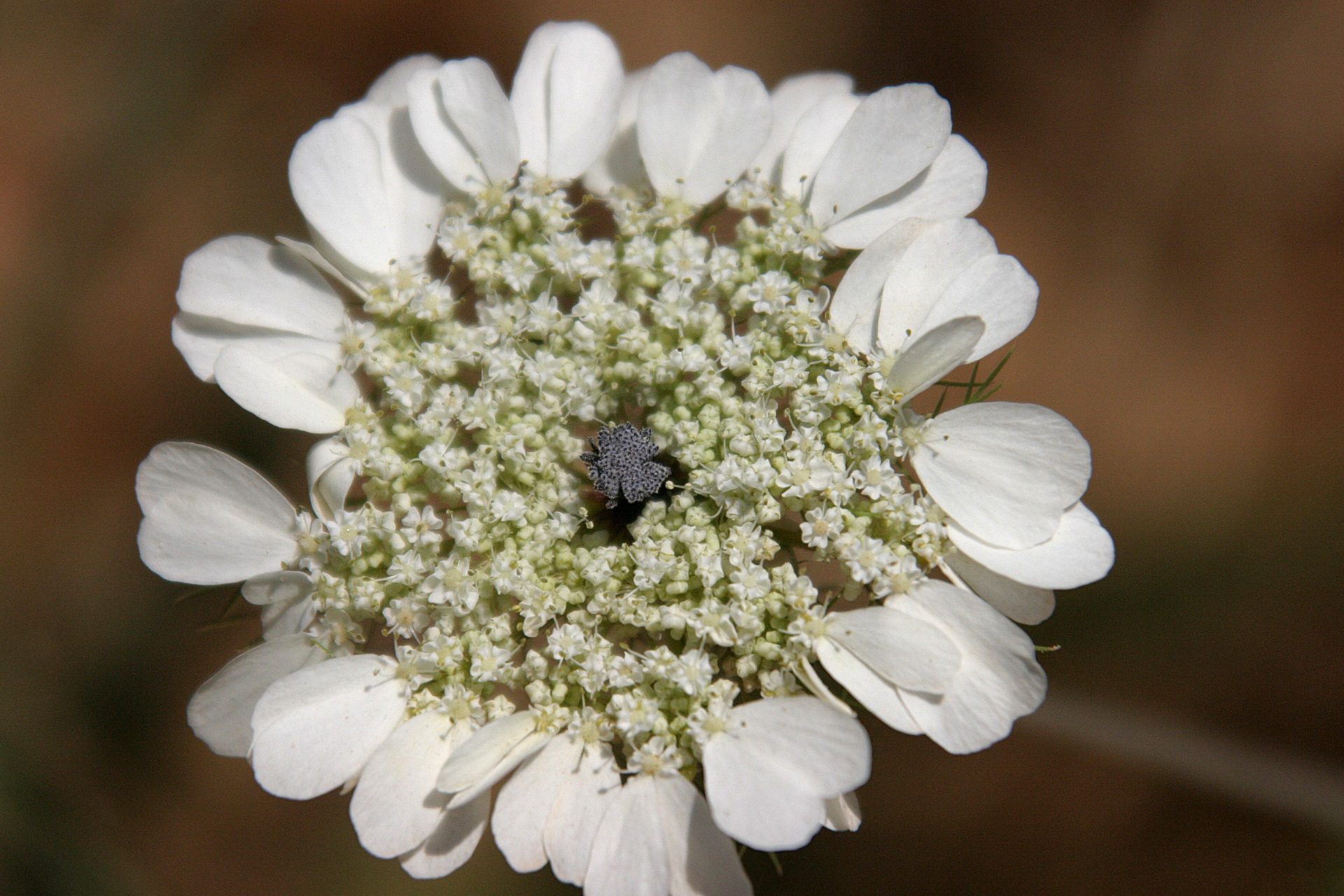 Hula Valley, Northern Israel