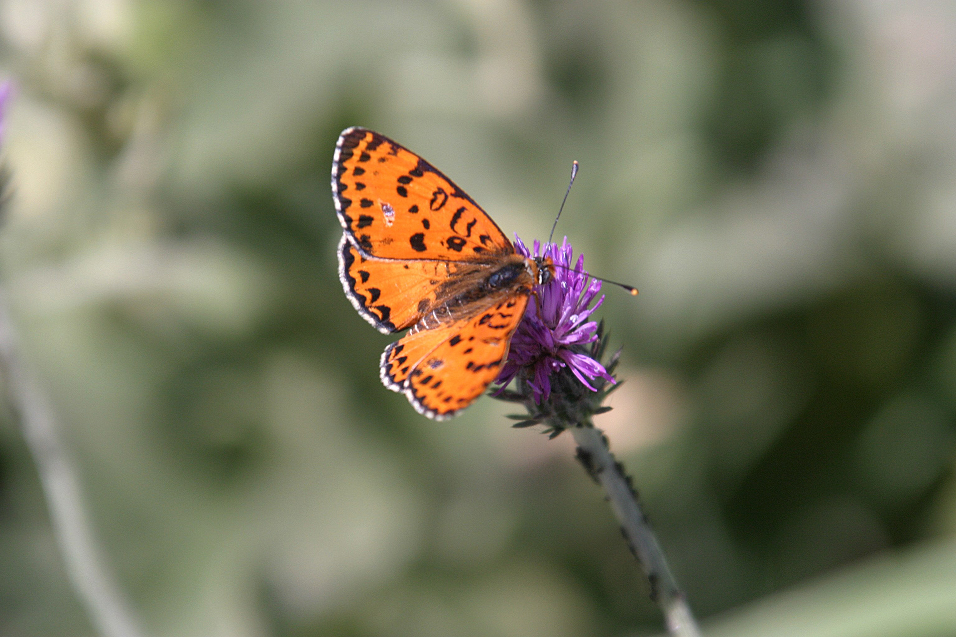 Hula Valley, Northern Israel