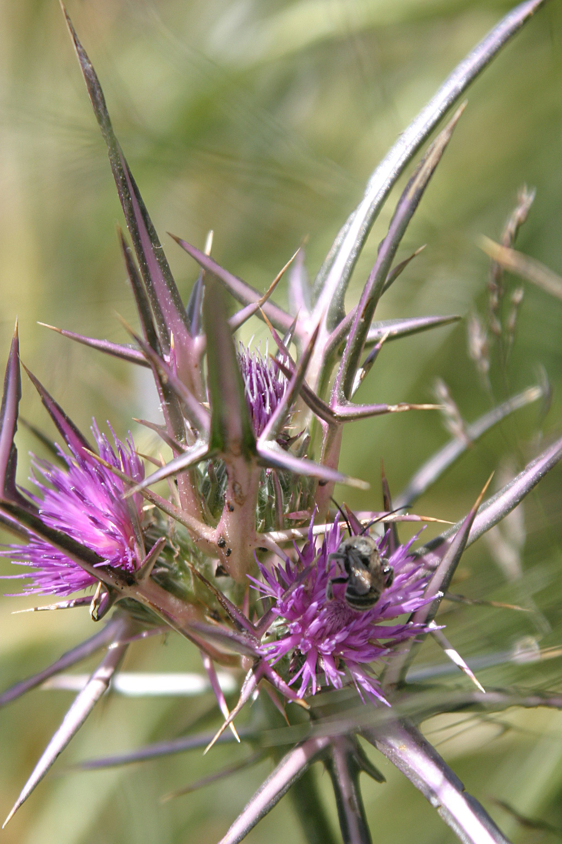 Hula Valley, Northern Israel