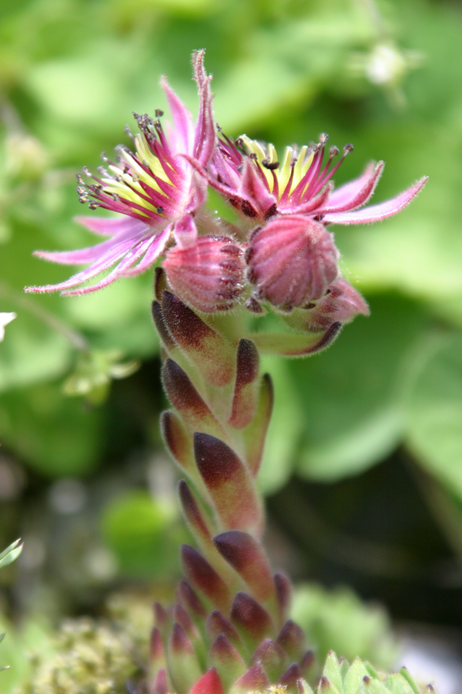 Kleine Shedigge, Switzerland