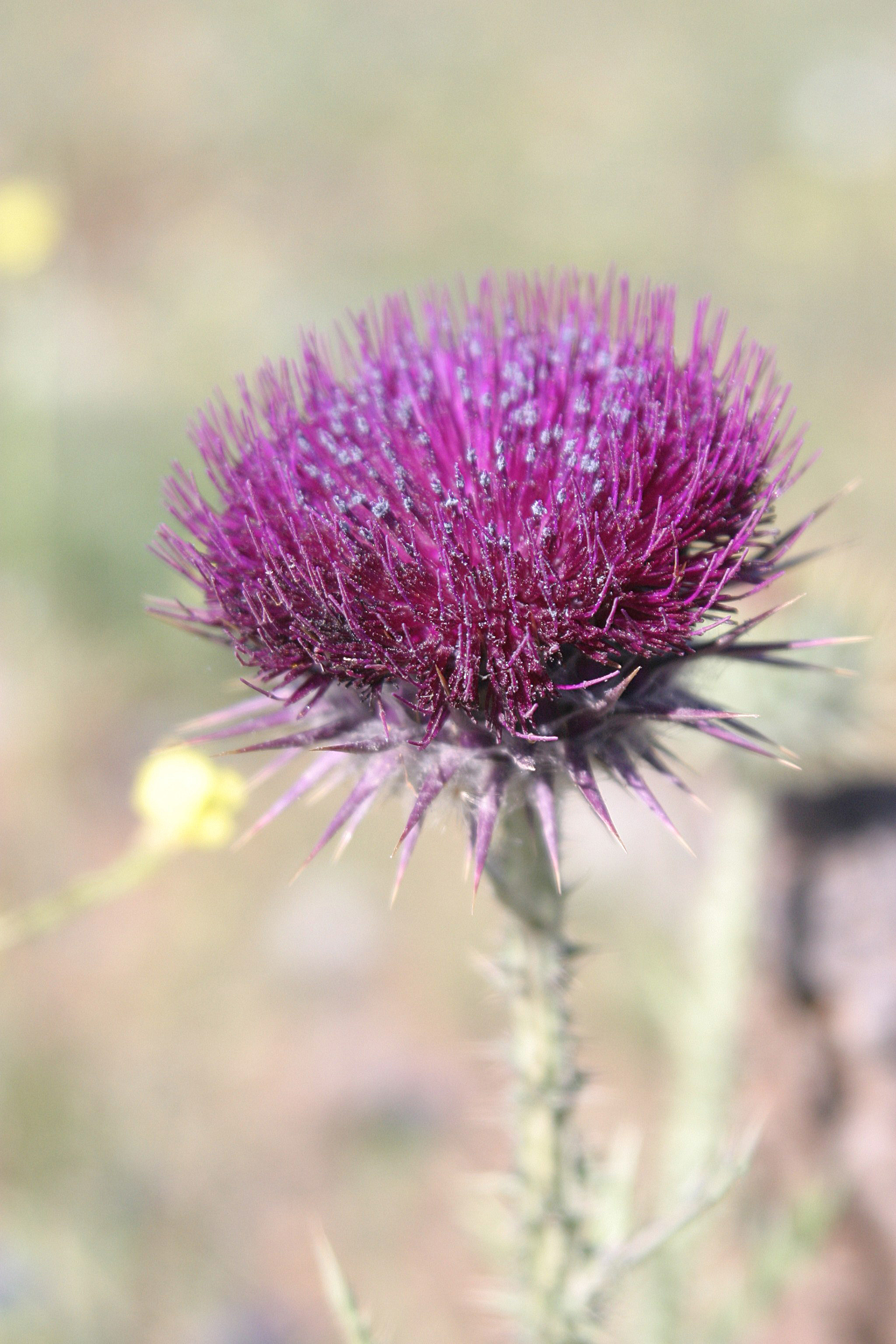 Hula Valley, Northern Israel
