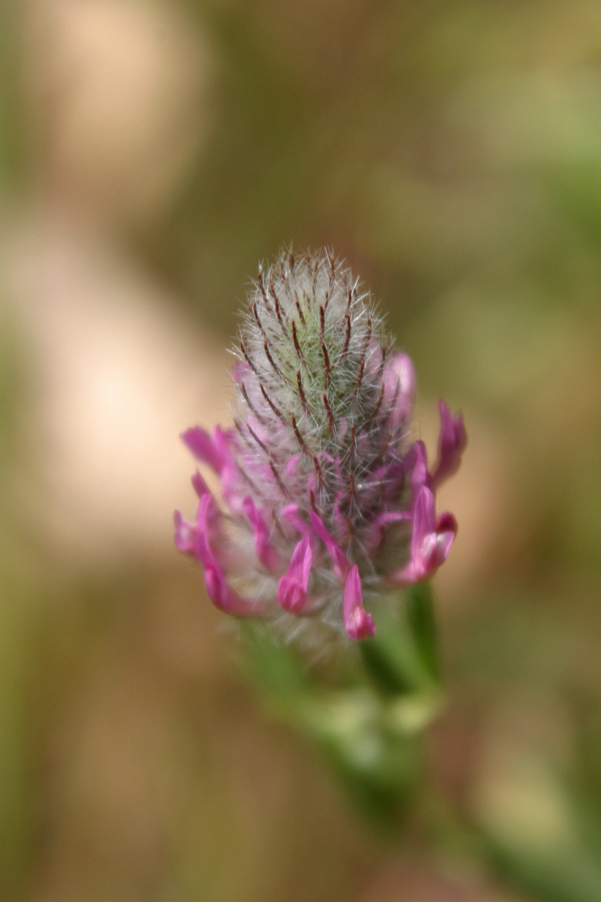 Hula Valley, Northern Israel