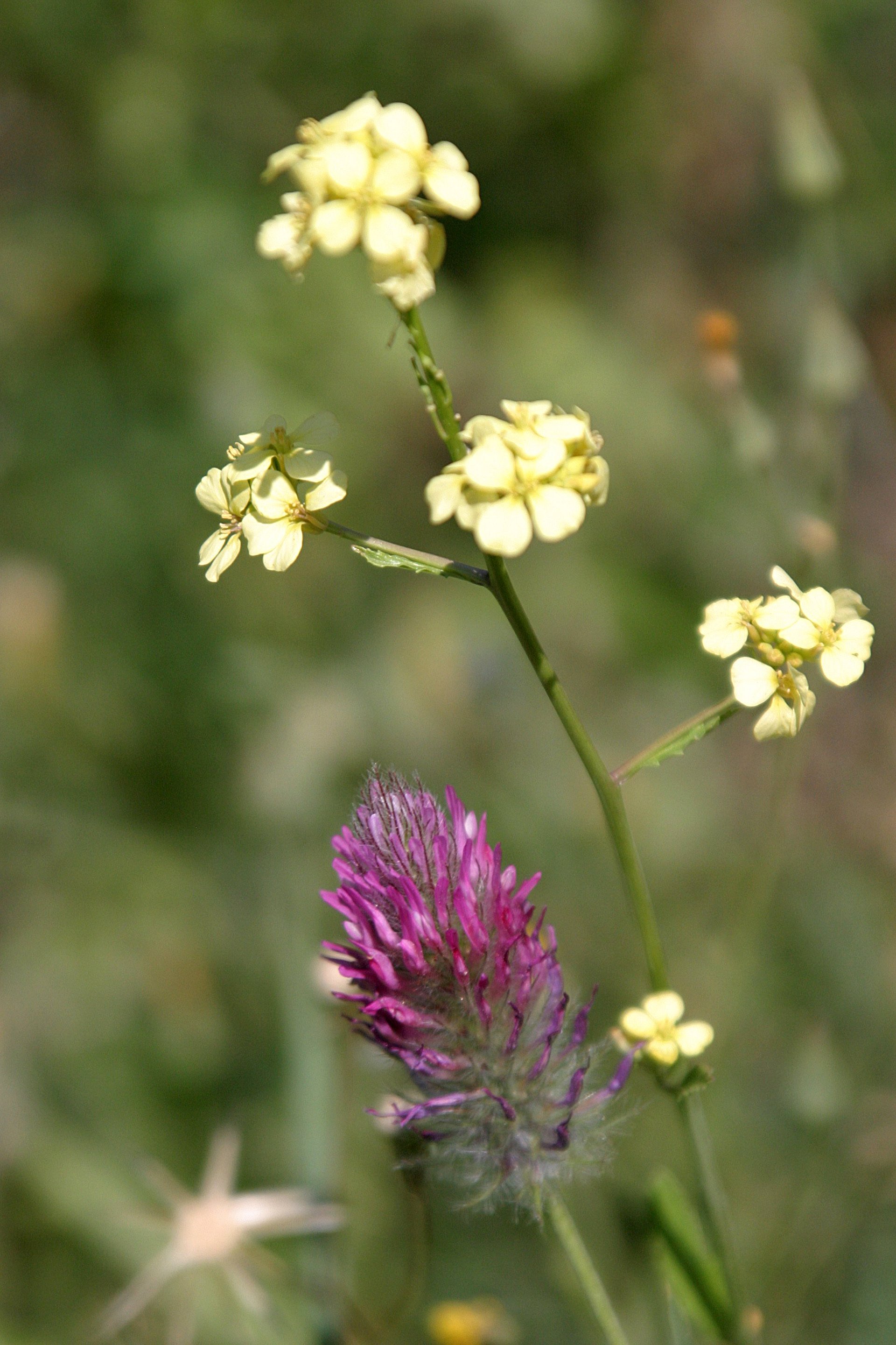 Hula Valley, Northern Israel