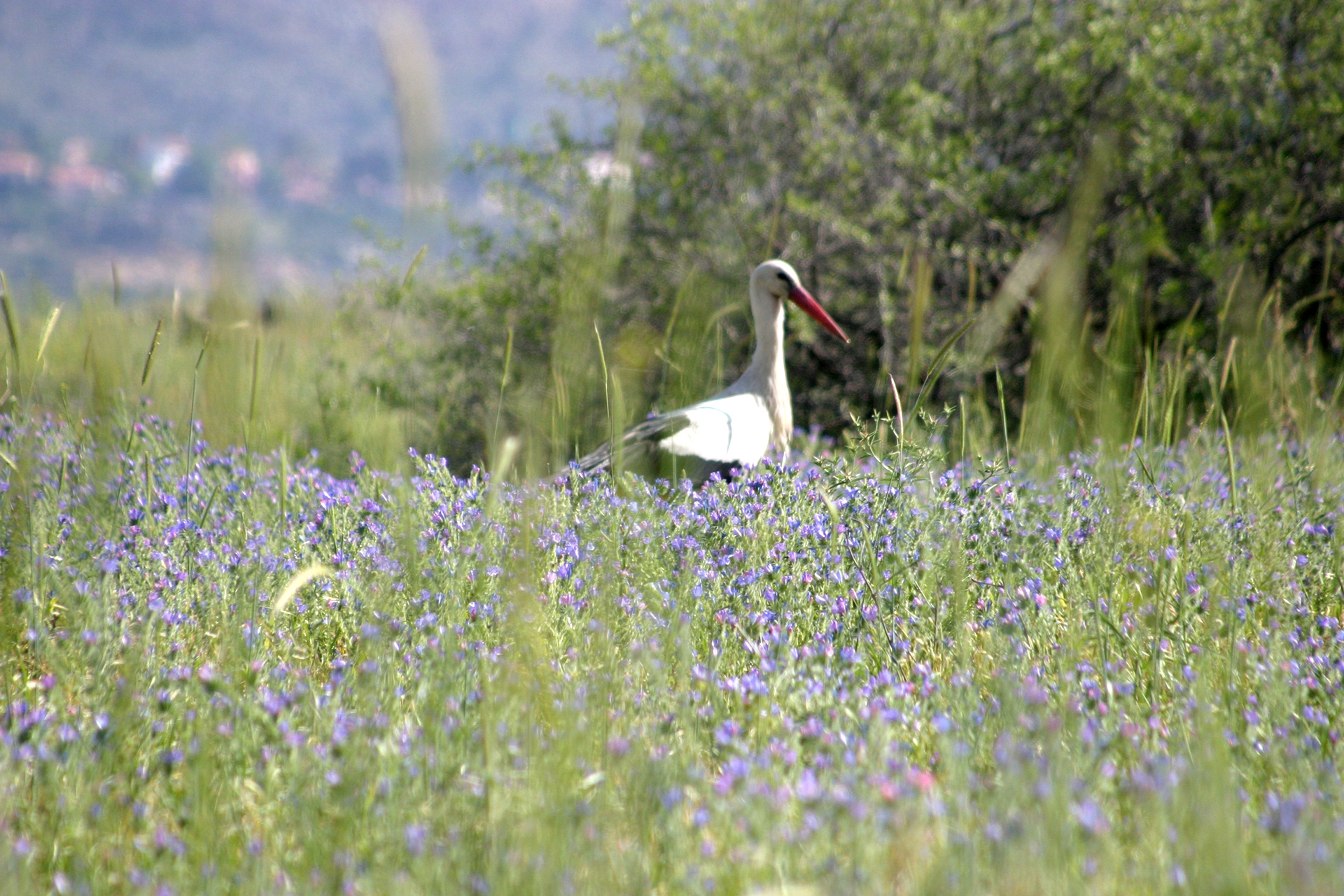Hula Valley, Northern Israel