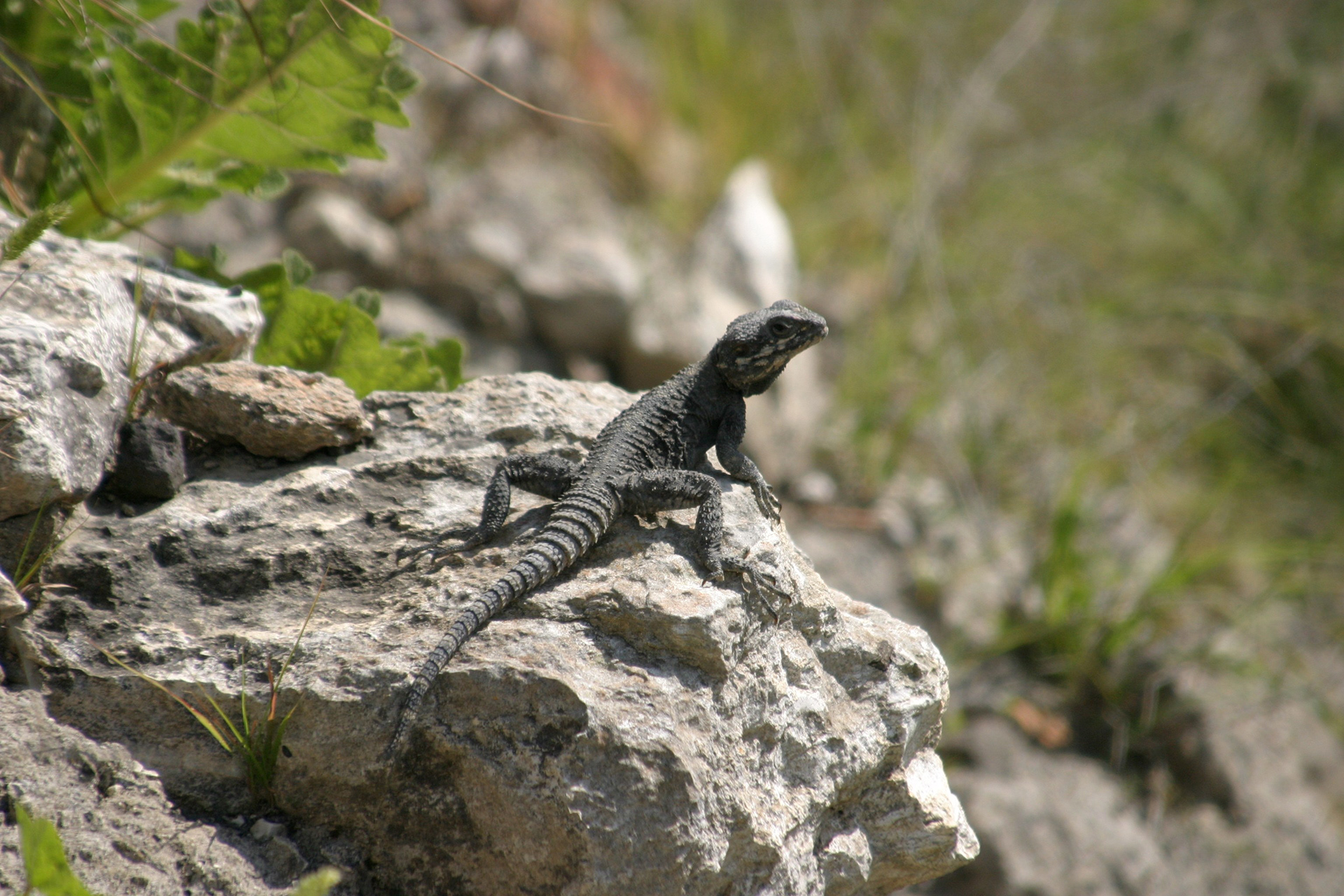 Hula Valley, Northern Israel