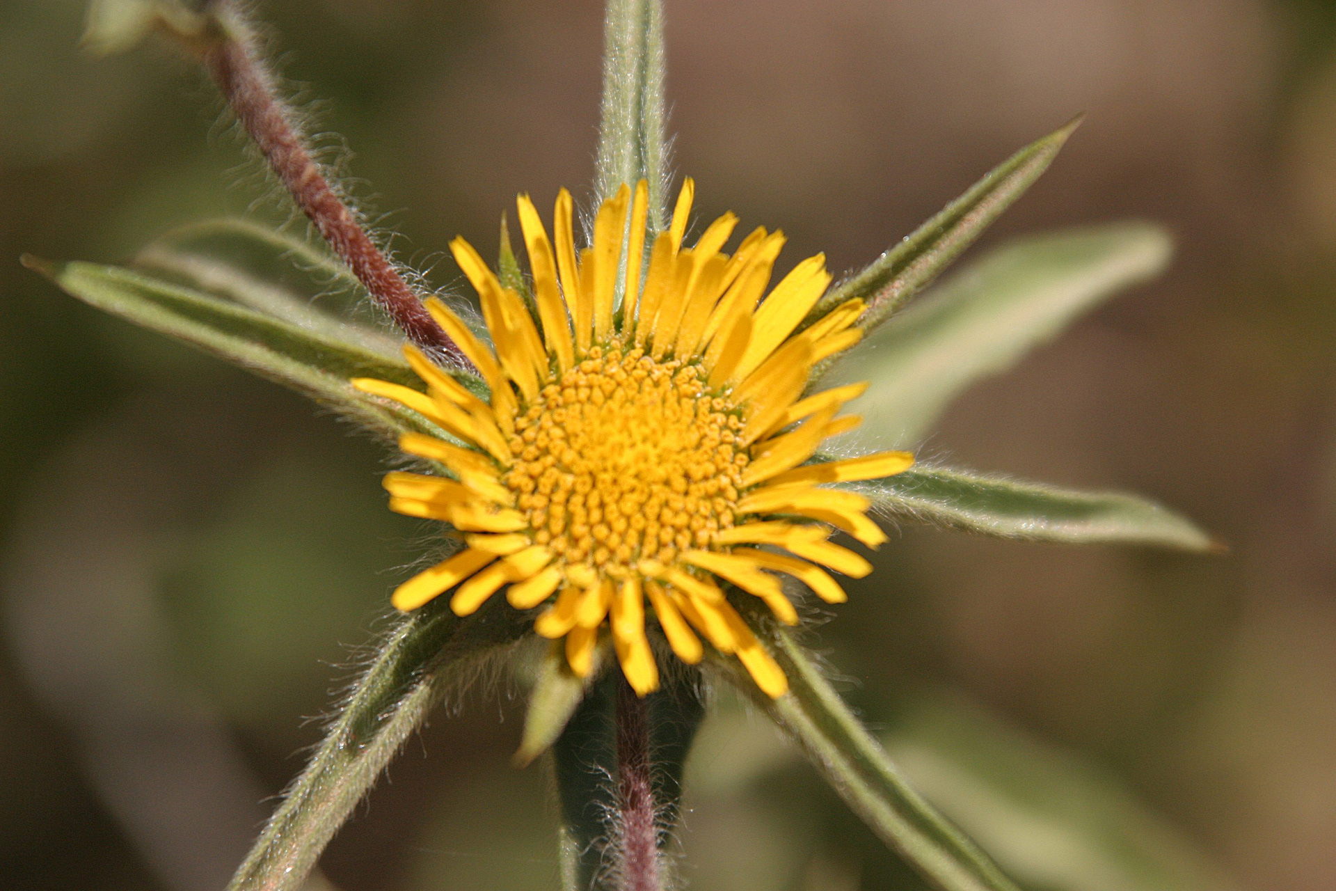 Hula Valley, Northern Israel