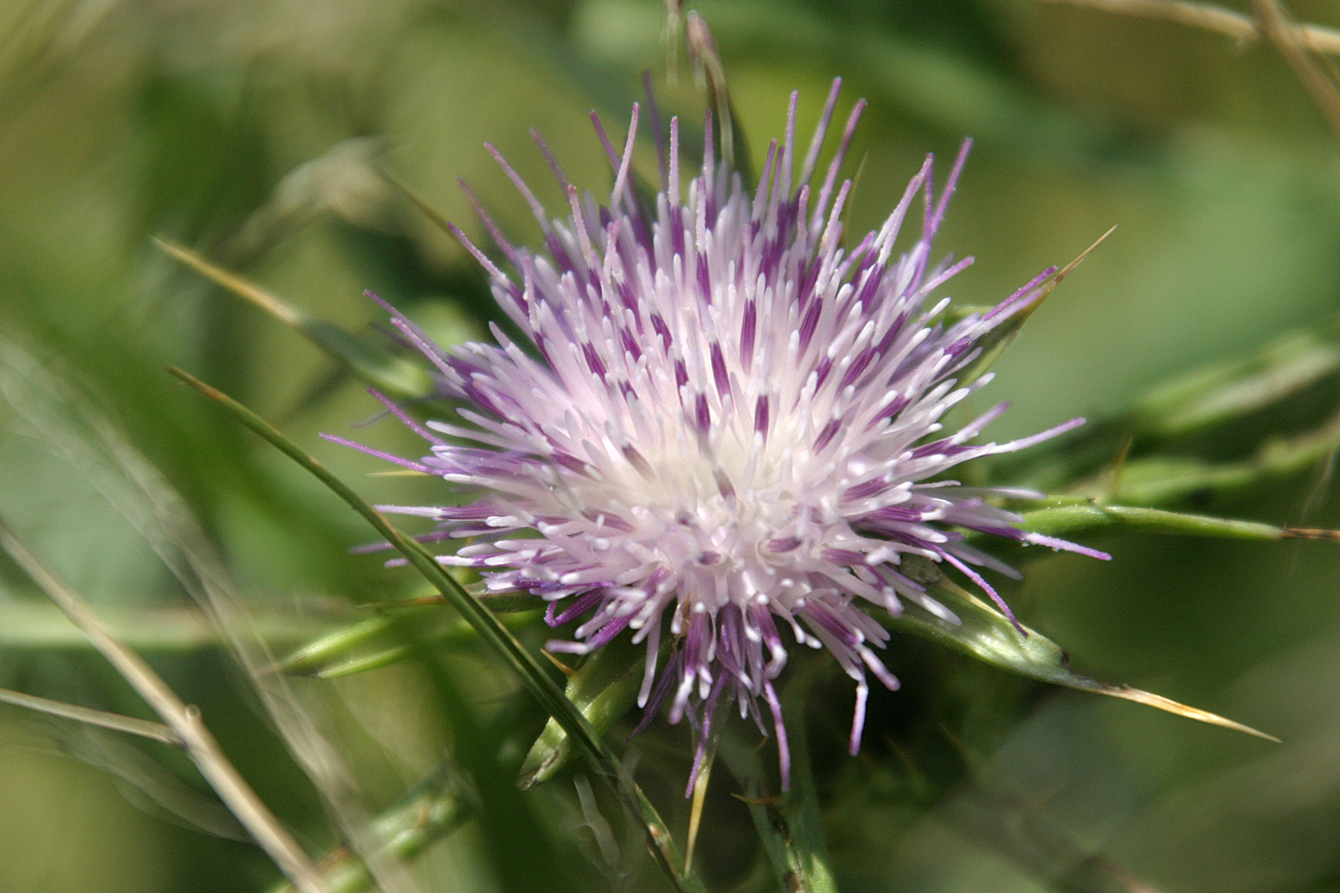Hula Valley, Northern Israel