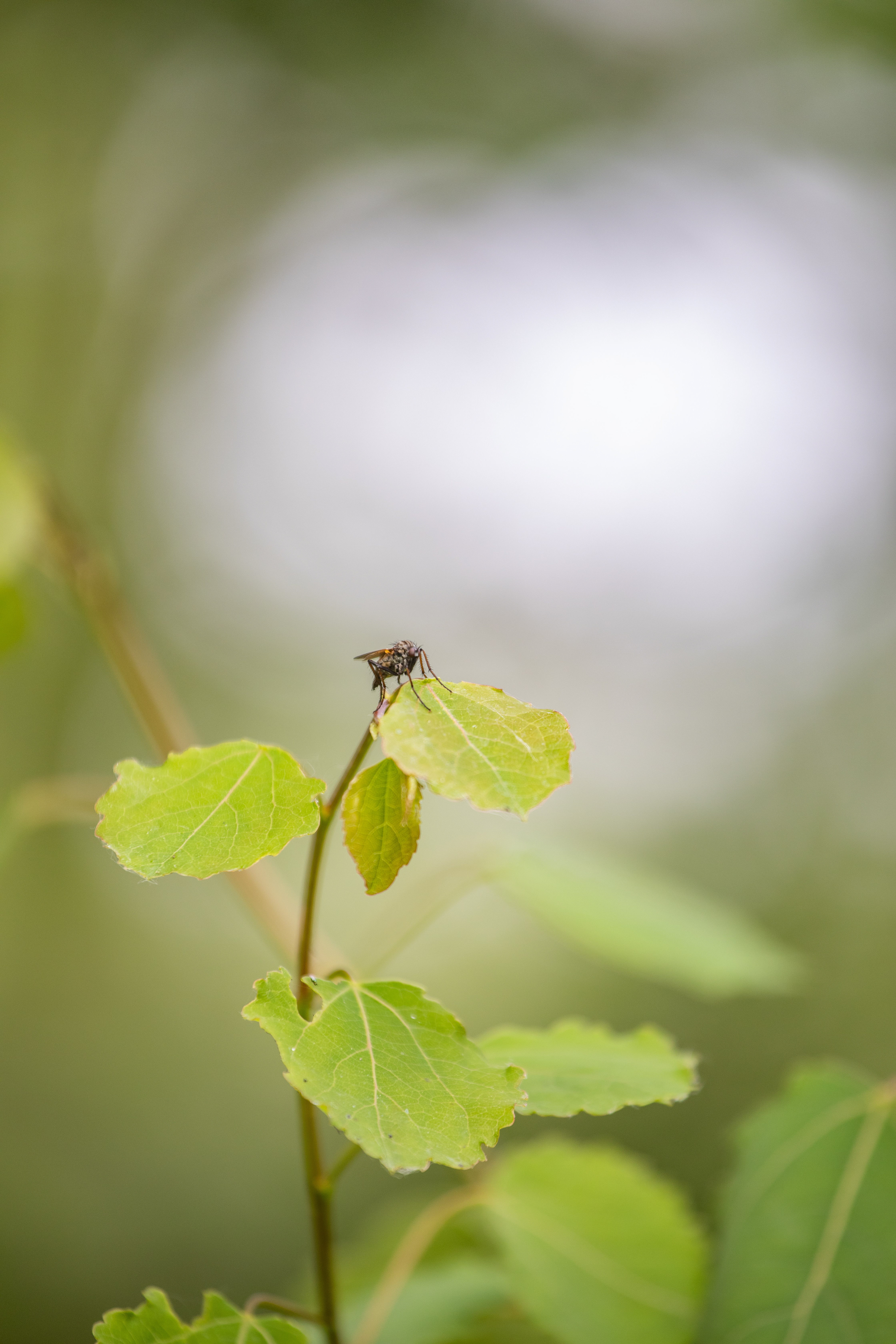 Reijndersmeer Mei 2022