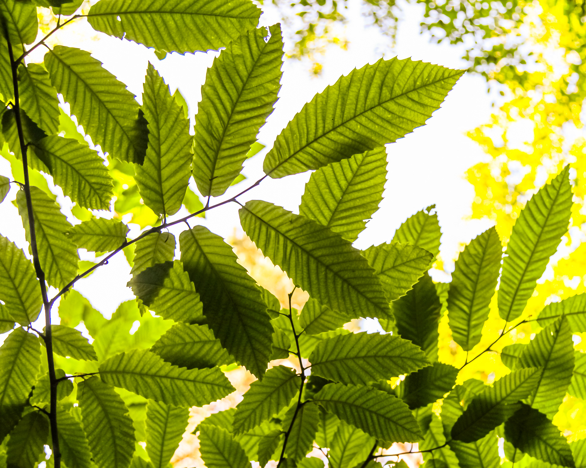 Sweet chesnut in the summer sun.