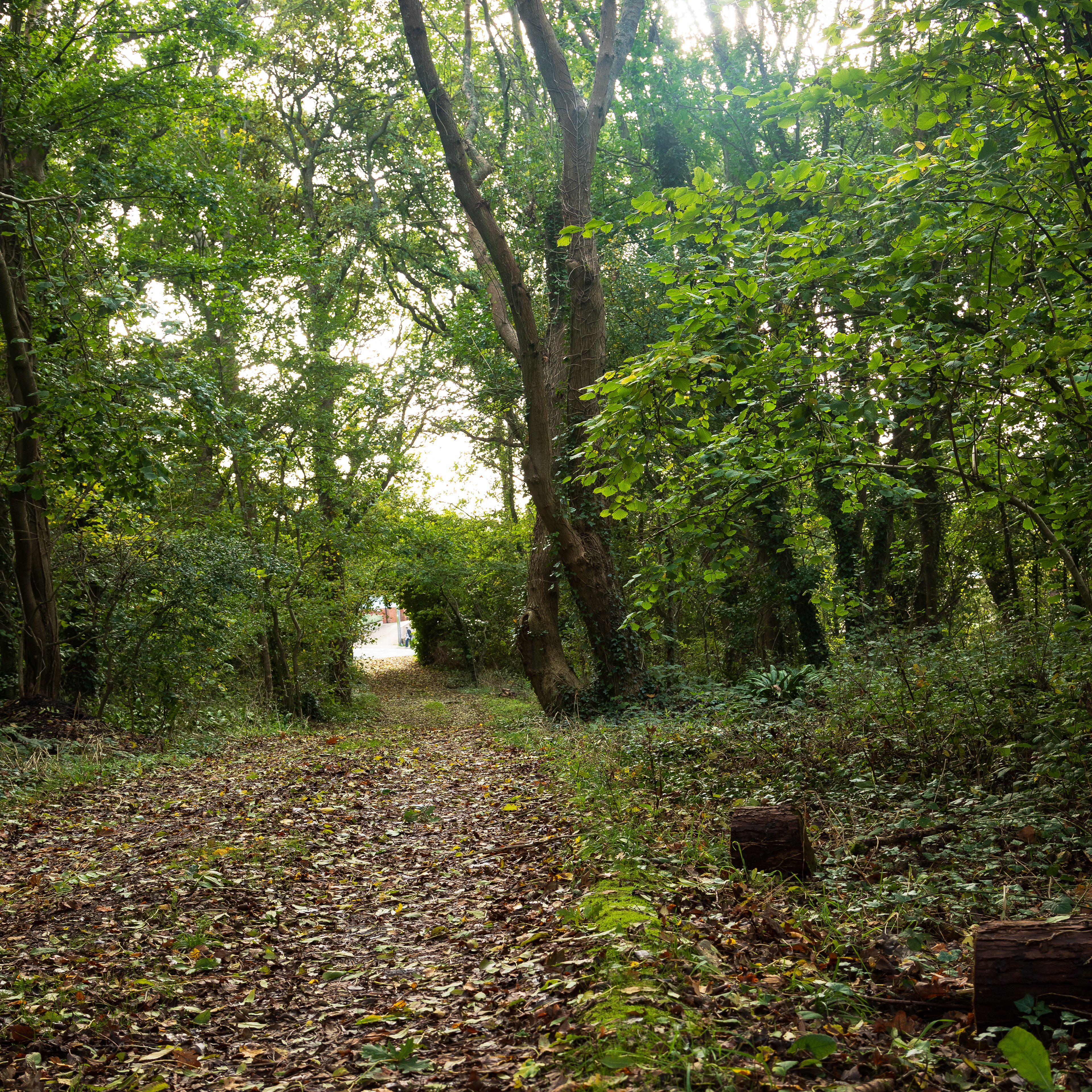 Main track looking towards Hooke Close (October 2017)