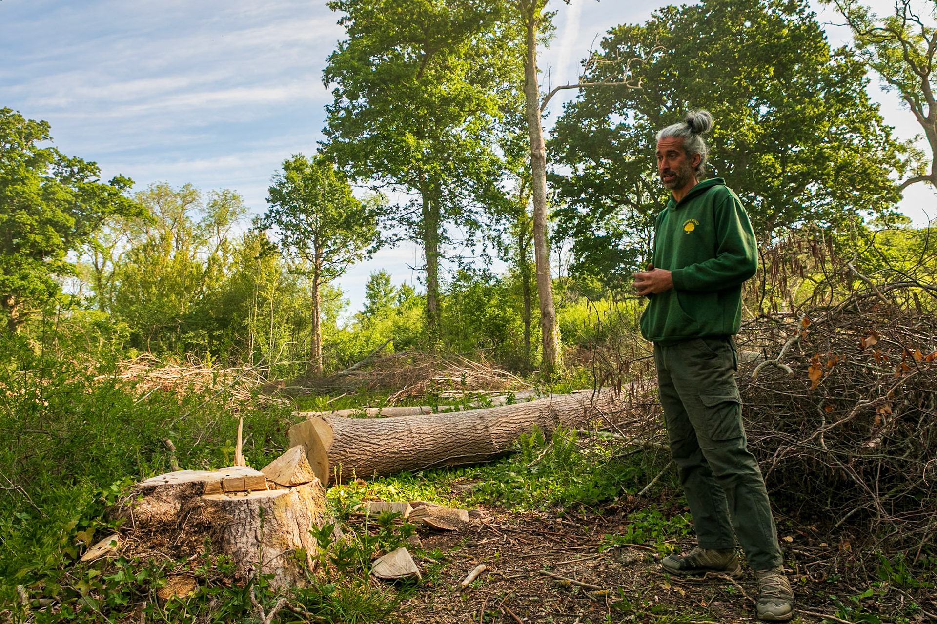 Last years's coup where a number of ash standards were felled due to ash die back desease