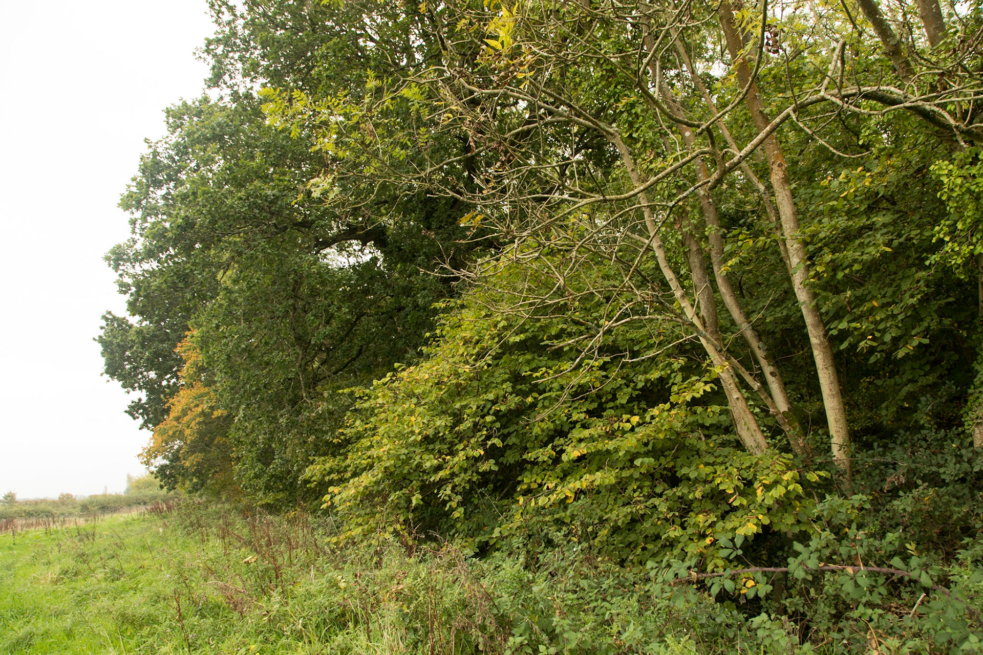 Thorley wood, Yarmouth with prominent ash.