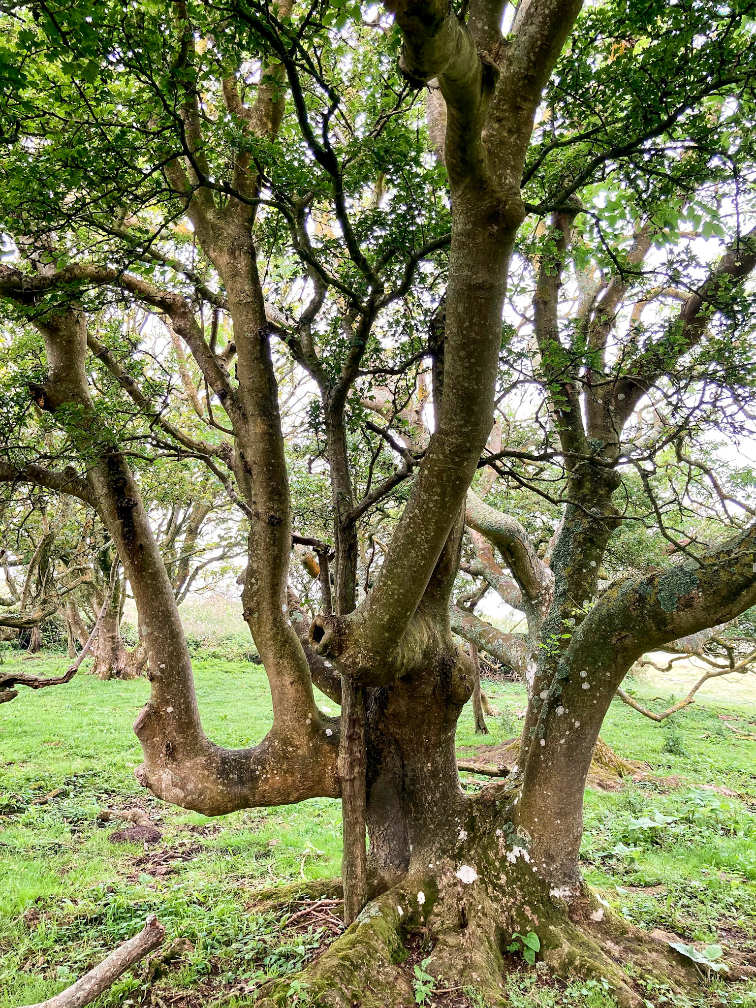 Ash on High Down (2021) - I love the shape of this tree.