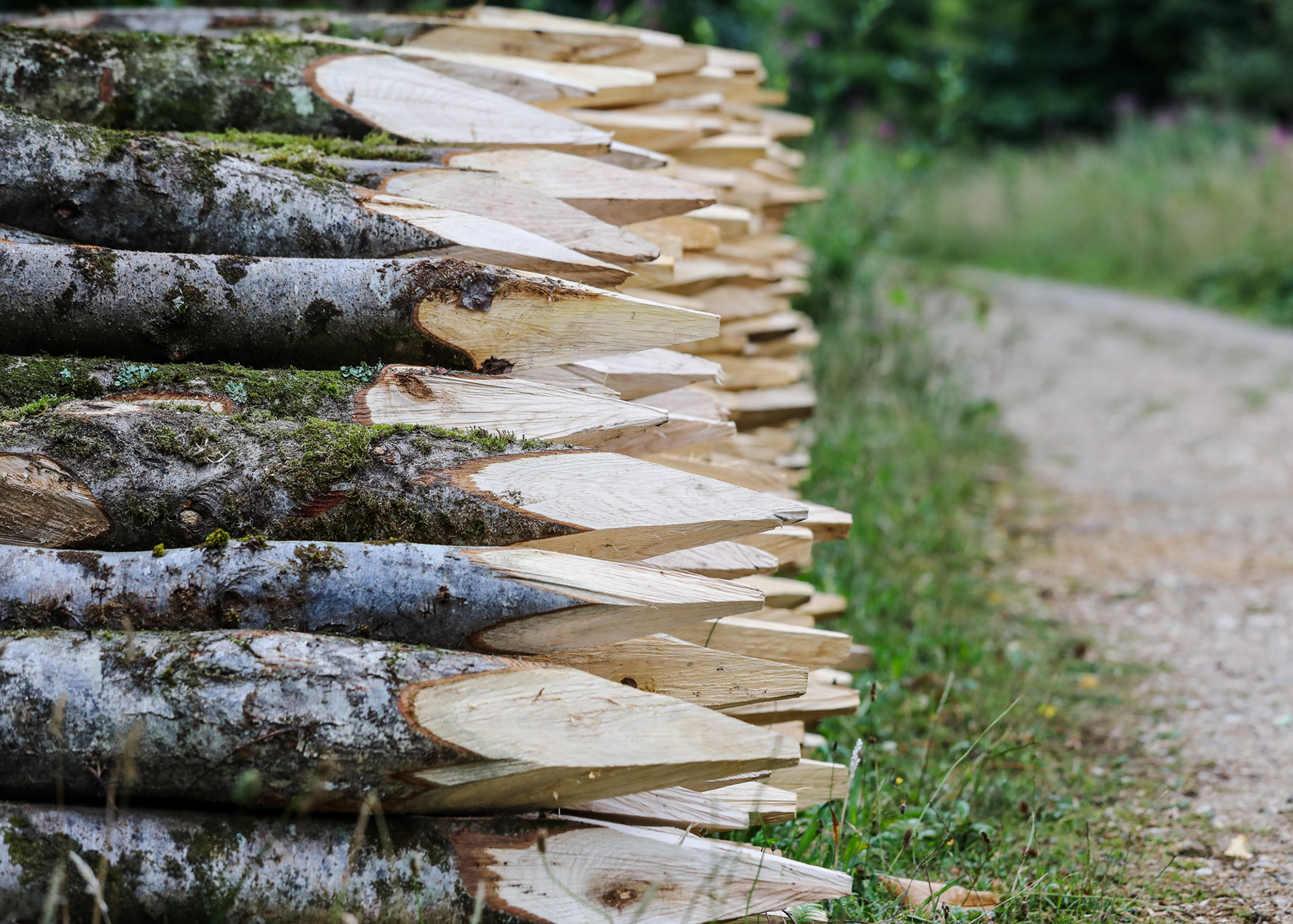 sweet chesnut fencing posts at Brighstone Forest