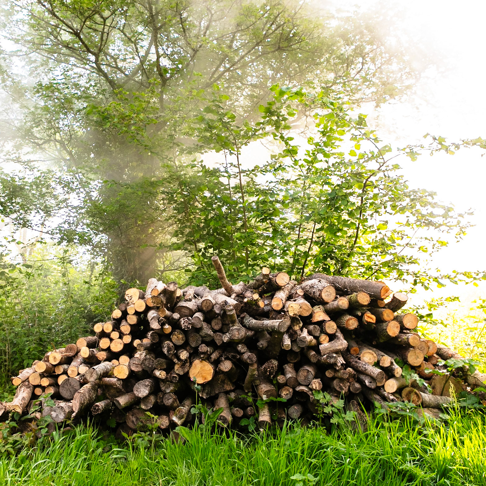Coppiced wood waiting to be made into charcoal