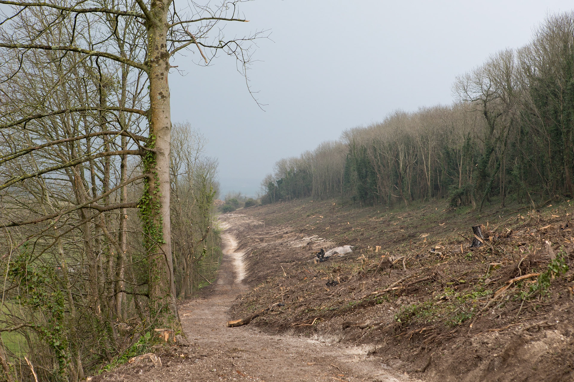 Tennyson Down after ash clearance 