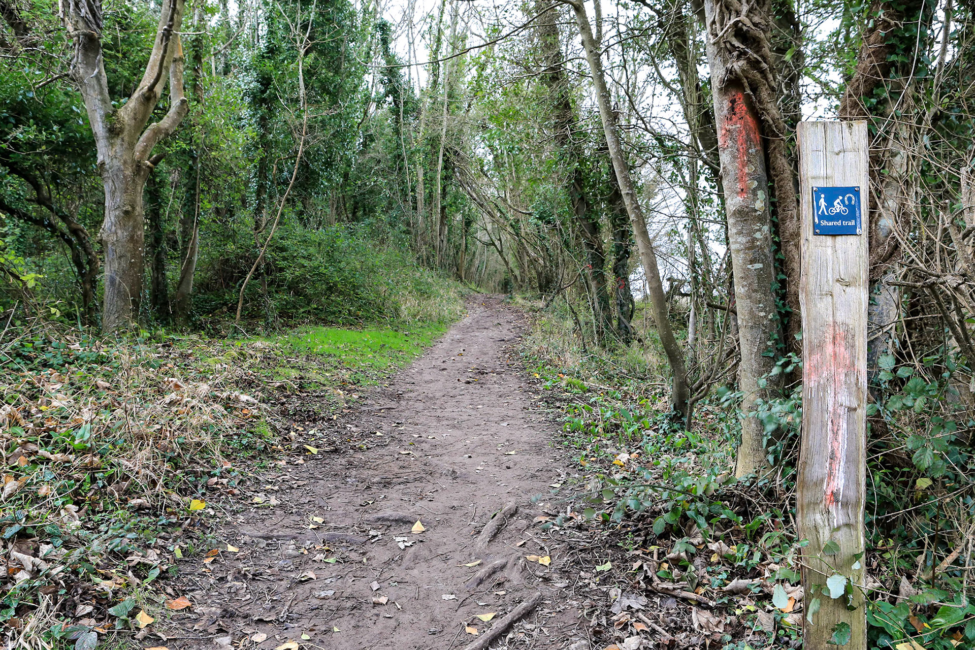 Tennyson Down before ash clearance