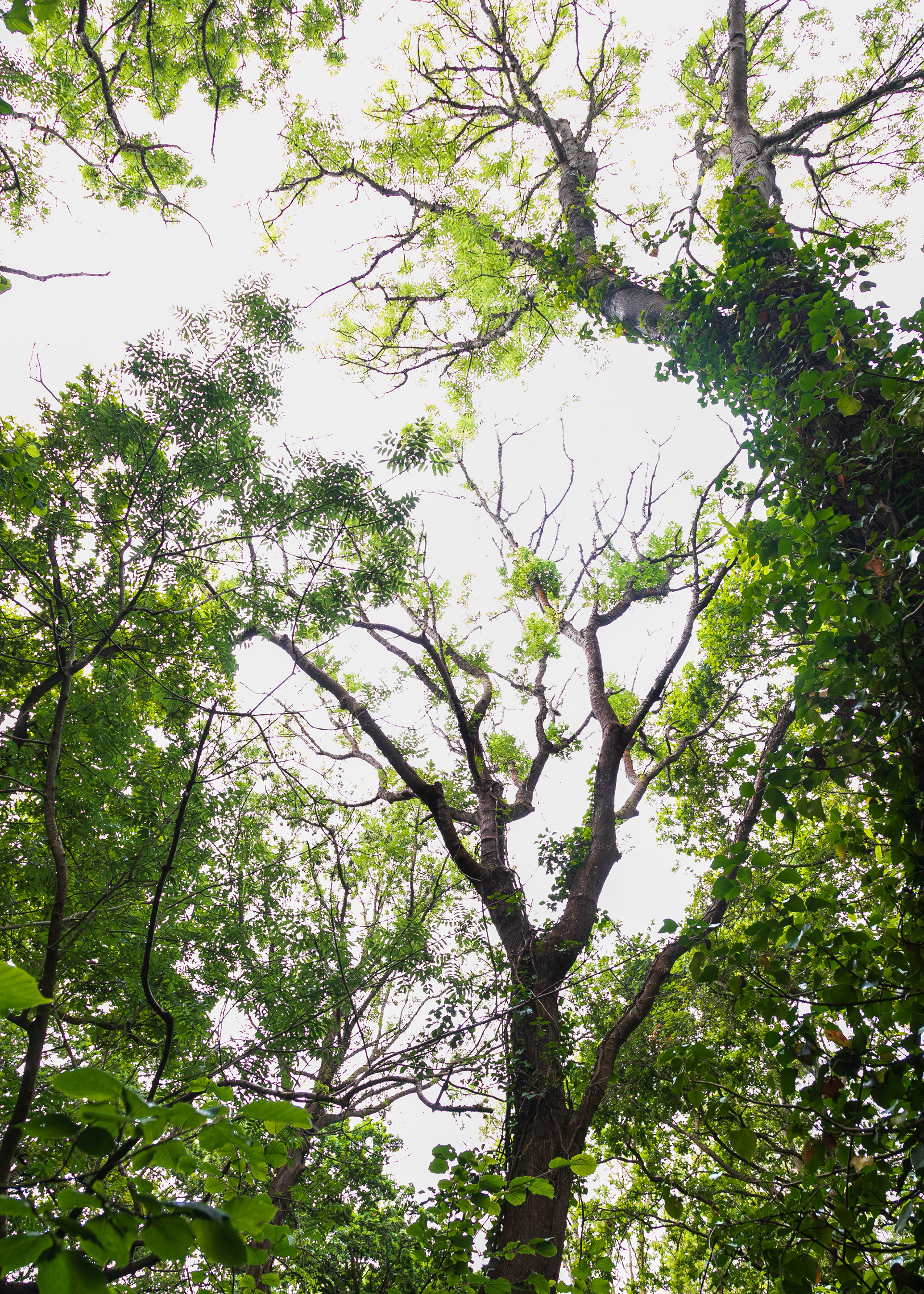 Ash showing signs of ash dieback