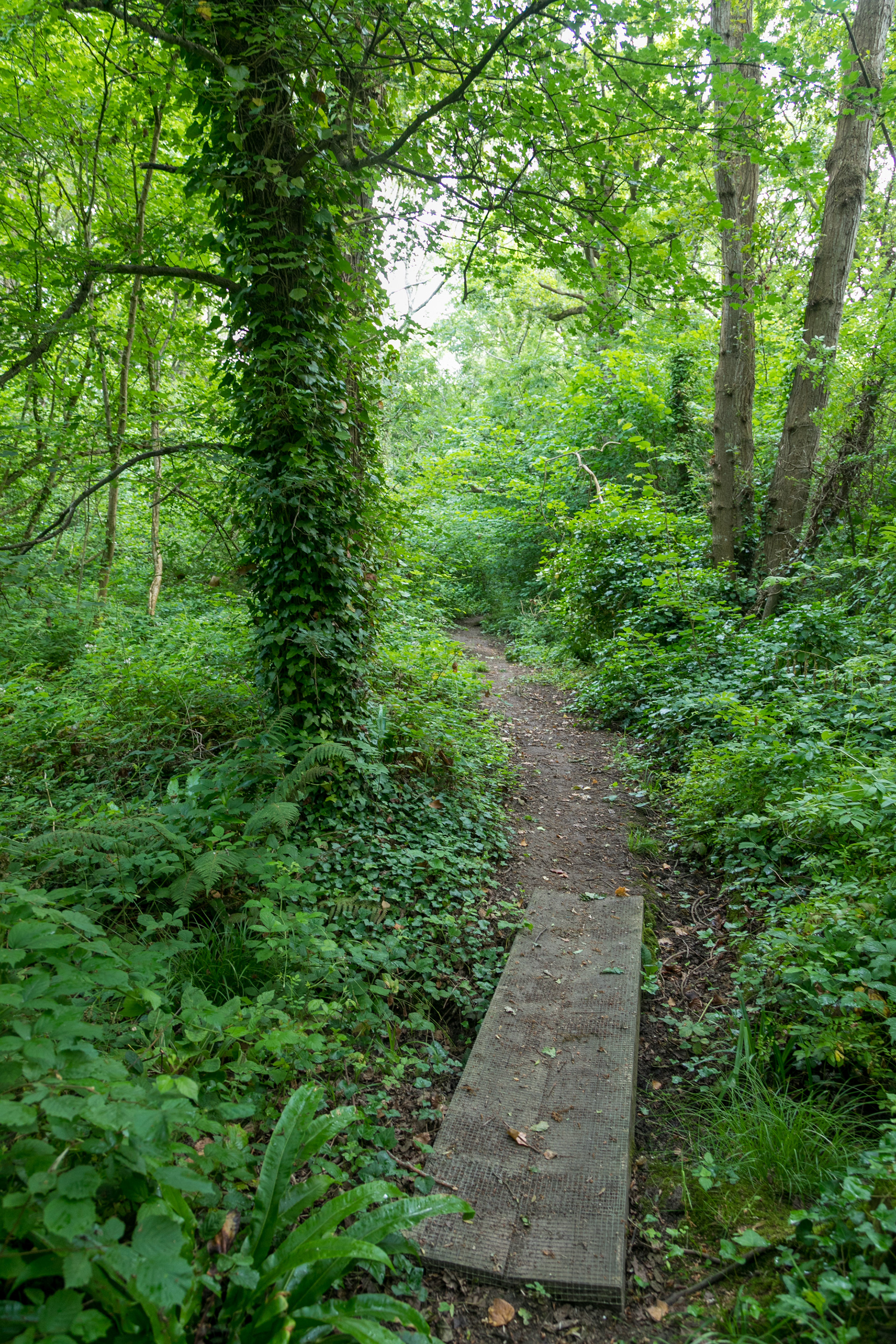 The path running through the wood